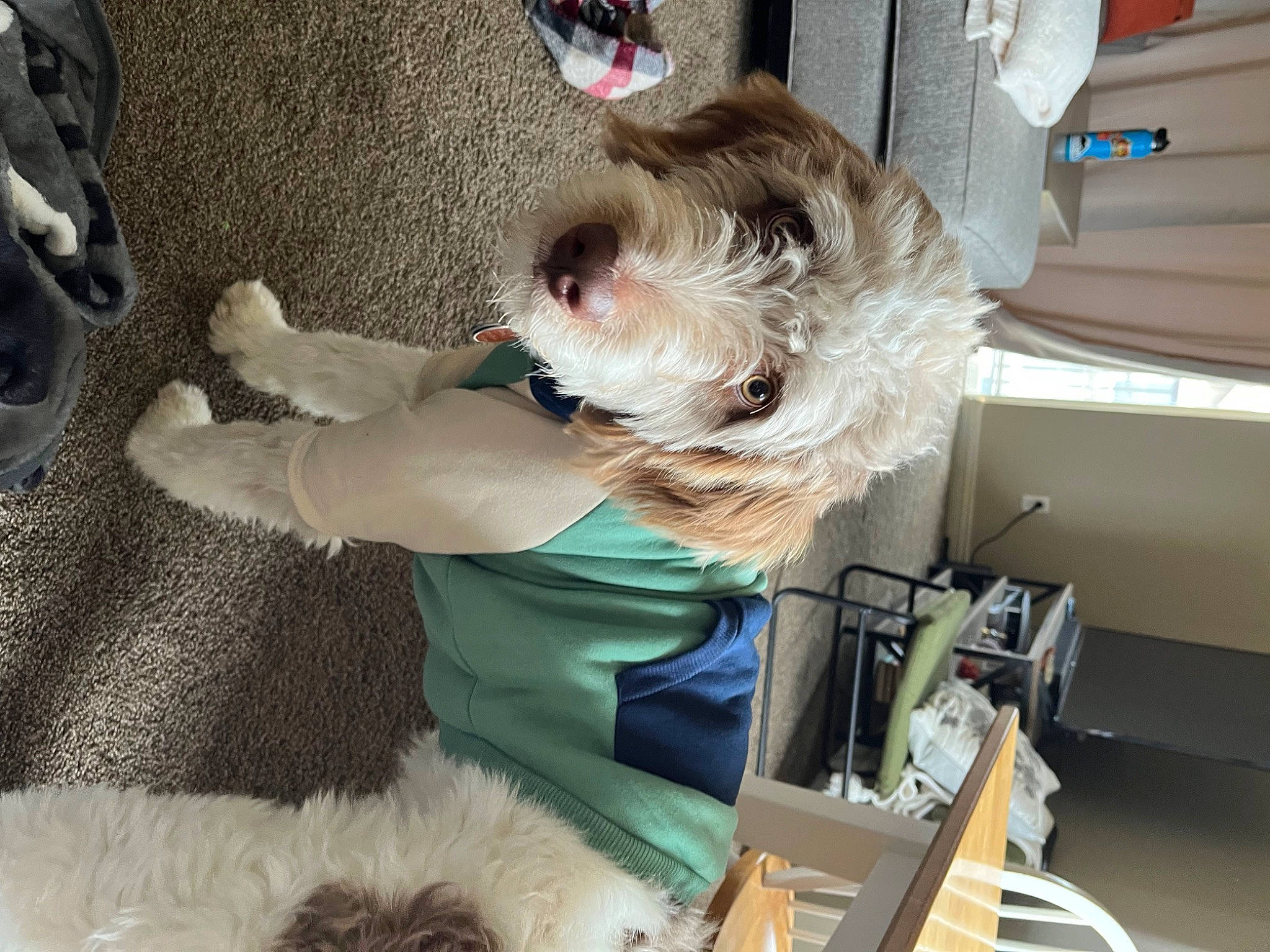 Kenai is registered to the contest to win money with this photo: carnivore, comfort, companion_dog, dog, dog_breed, dog_supply, flooring, fur, room, small_terrier, terrier, toy_dog, tree, wood