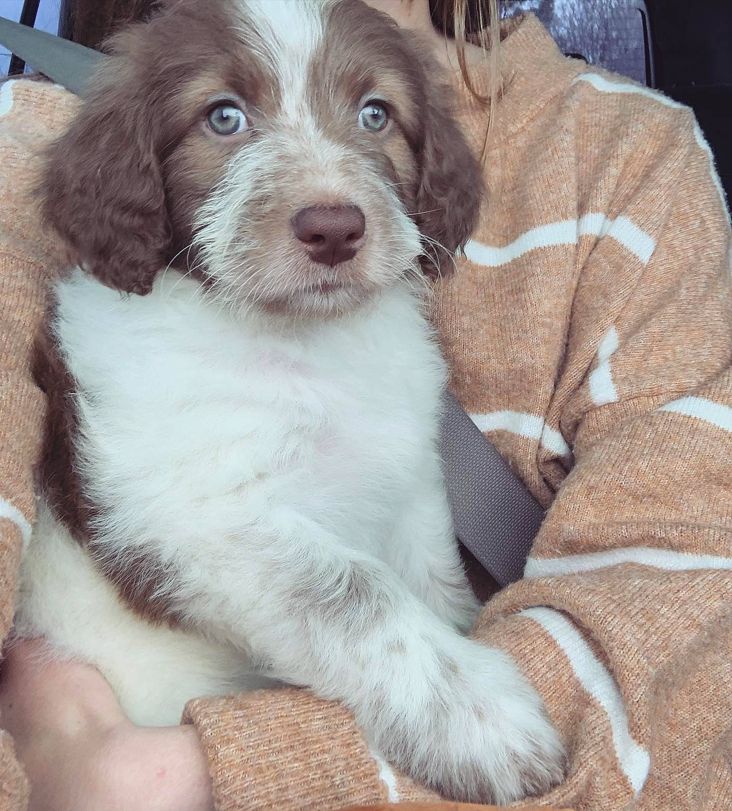 Kenai is registered to the contest to win money with this photo: bored, canidae, carnivore, companion_dog, dog, dog_breed, fur, gun_dog, liver, snout, sporting_group, terrestrial_animal, working_animal