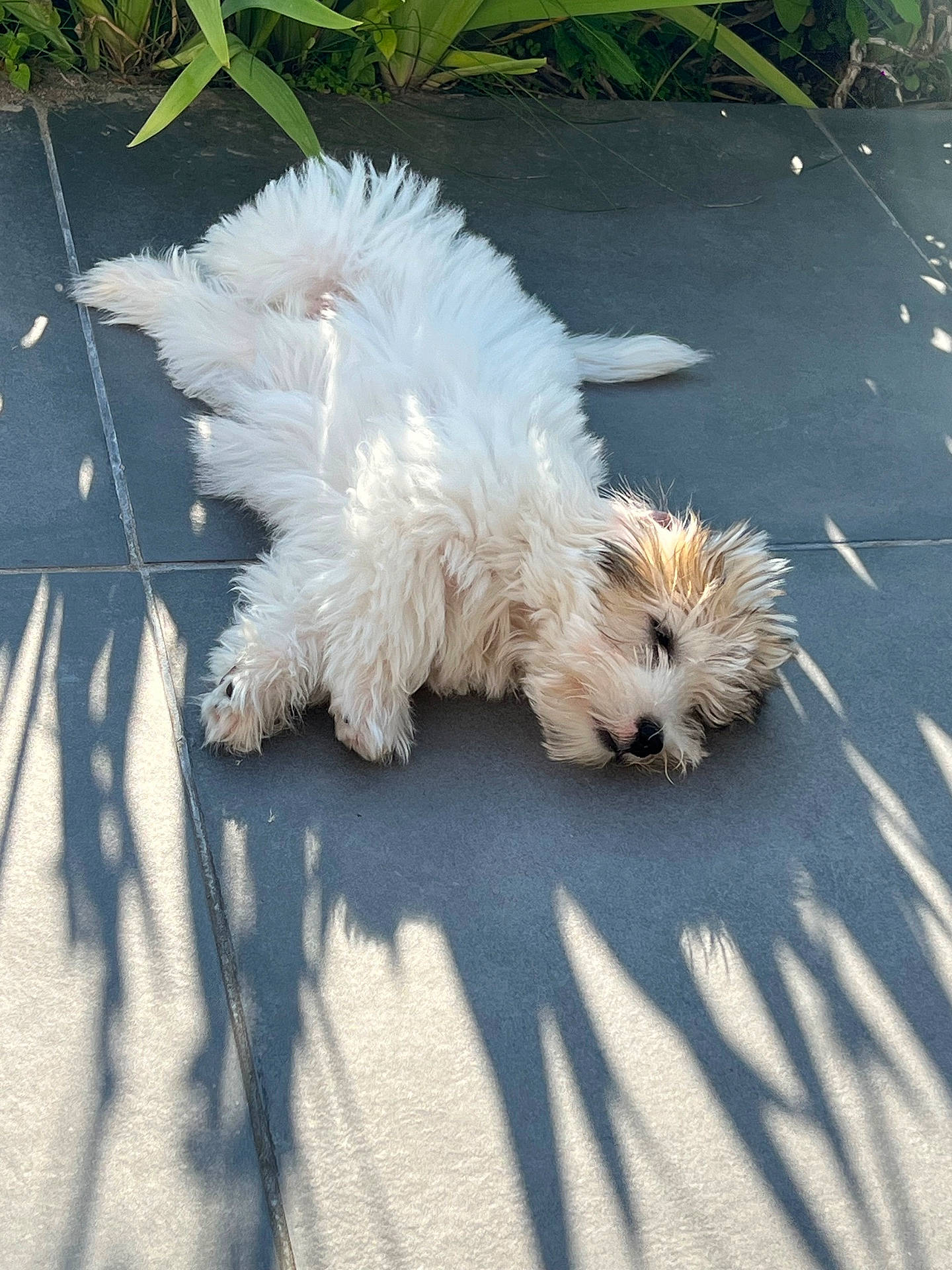 Virgyn a rejoint le concours — aidez-le/la à gagner de superbes lots ! animal, ball, canine, cockerspaniel, dog, dogbed, eskimodog, football, grass, path, person, pet, plant, poodle, puppy, sidewalk, slate, sleeping, terrier, whitedog