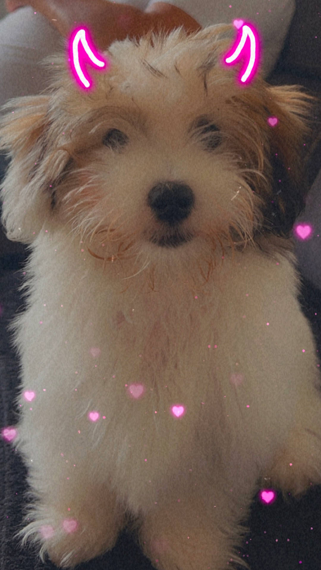 Virgyn participe au concours pour gagner de l'argent avec cette photo : accessories, animal, canine, dog, eskimodog, face, glasses, head, indoors, light, lighting, person, pet, photography, poodle, portrait, puppy, purple, terrier, whitedog