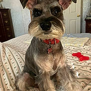 Molly is registered to the contest to win money with this photo: dog, schnauzer, pet, indoor, bed, collar, toy, furniture, bedspread, door, drawer, cute, animal, canine, domestic, fur, ears, eyes, snout, resting