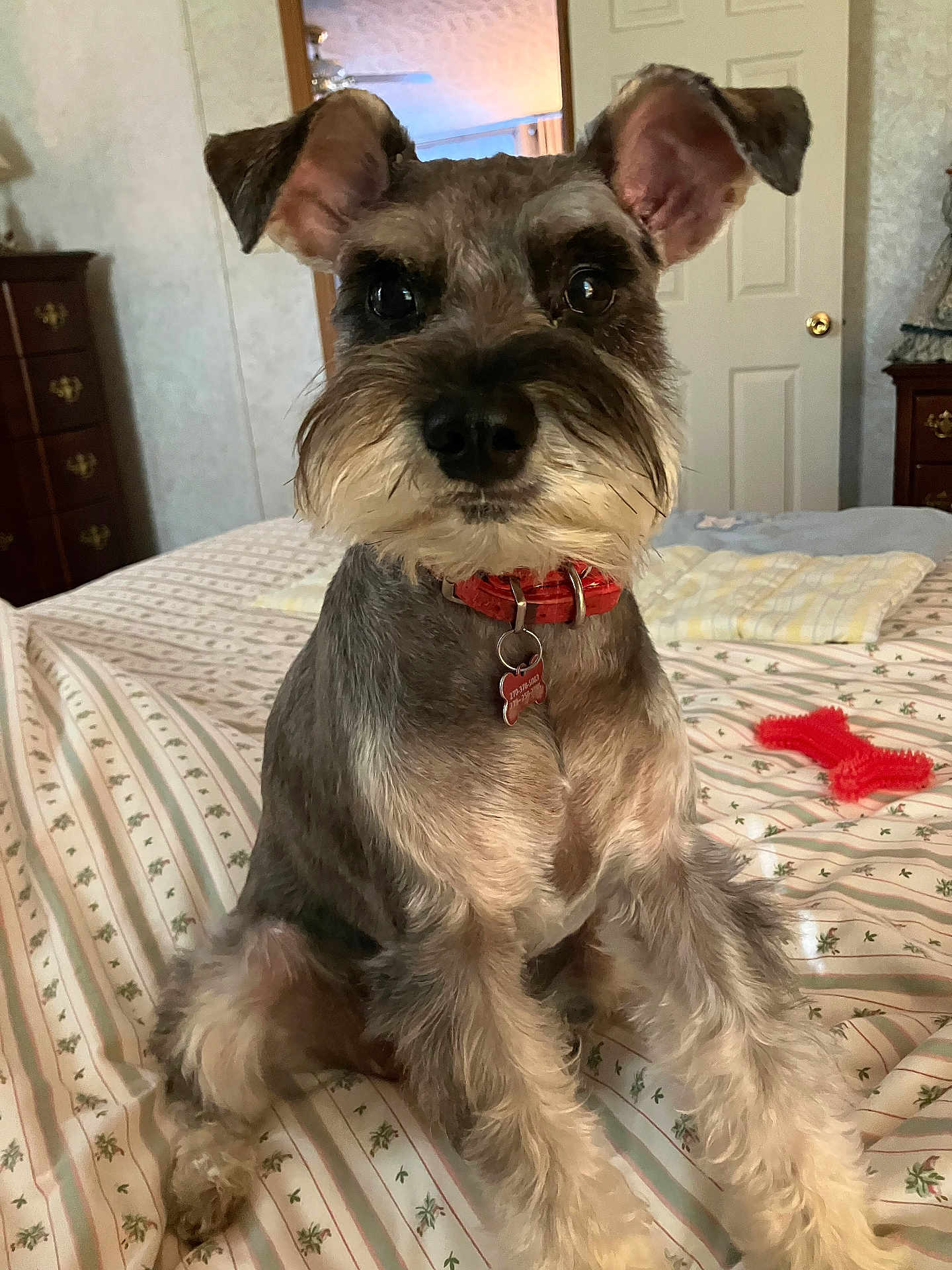 Molly