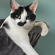 Mr.pickles is registered to the contest to win money with this photo: animal, black_and_white, cat, close_up, cozy, cute, domestic_cat, ear, feline, fur, hammock, indoor, paw, pet, portrait, relaxed, resting, sleepy, soft, whiskers