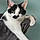 Mr.pickles
