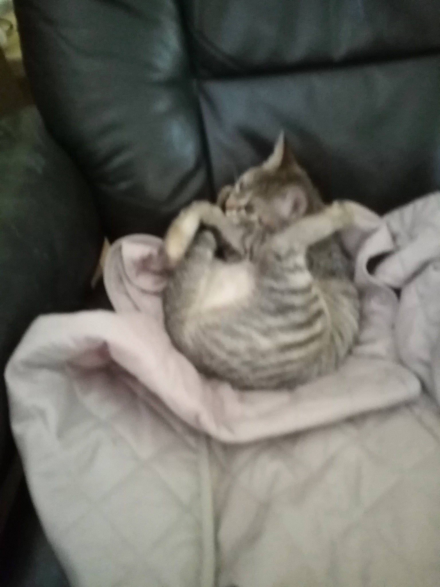 Pheebie participe au concours pour gagner de l'argent avec cette photo : american_shorthair, asian, burmilla, carnivore, cat, comfort, domestic_short_haired_cat, dragon_li, european_shorthair, felidae, fur, kitten, nap, singapura, small_to_medium_sized_cats, tabby_cat, whiskers