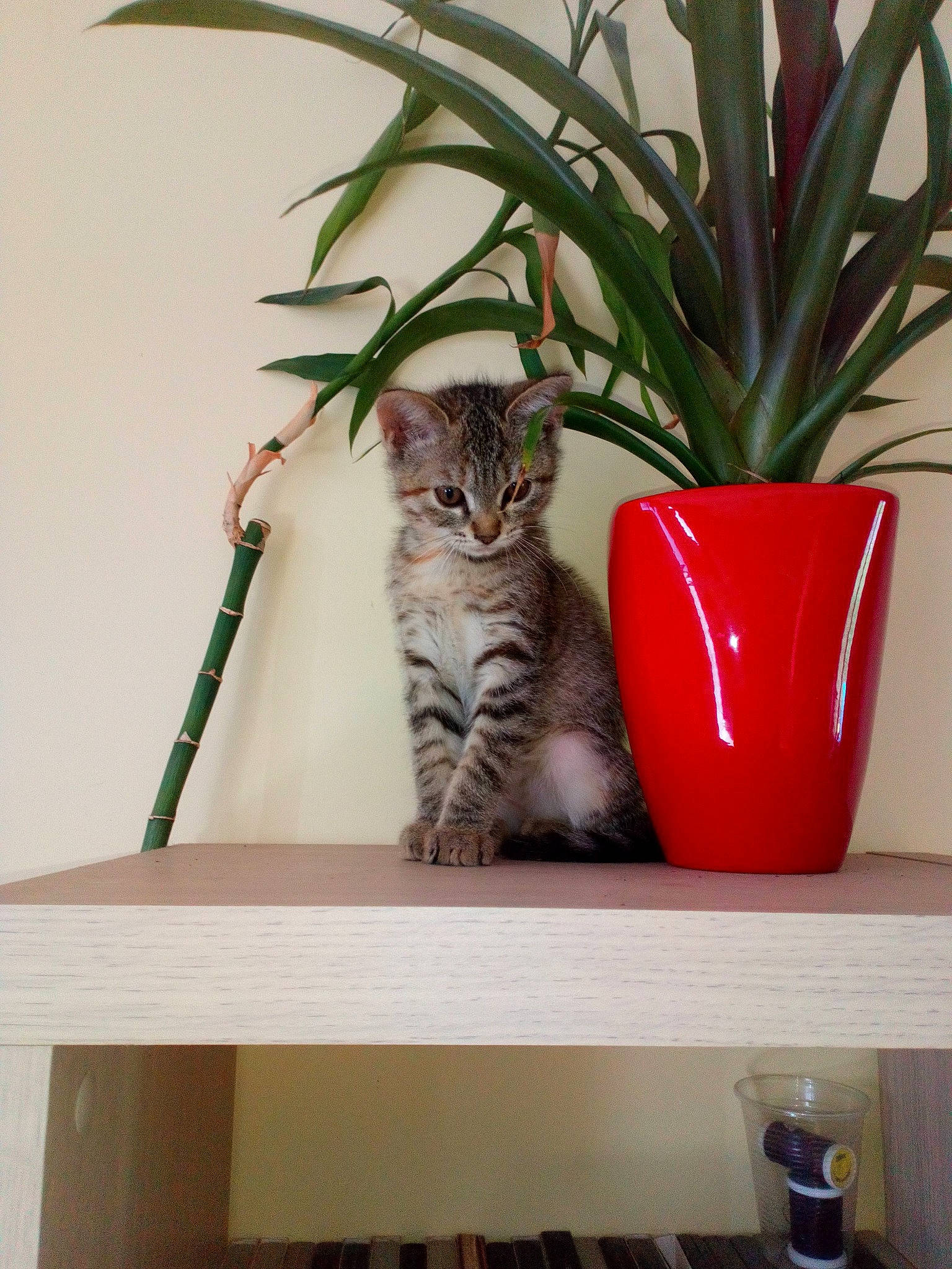 Pheebie participe au concours pour gagner de l'argent avec cette photo : american_shorthair, asian, bengal, carnivore, cat, domestic_short_haired_cat, dragon_li, european_shorthair, felidae, flower, flowerpot, houseplant, kitten, maine_coon, ocicat, plant, small_to_medium_sized_cats, tabby_cat, table, whiskers