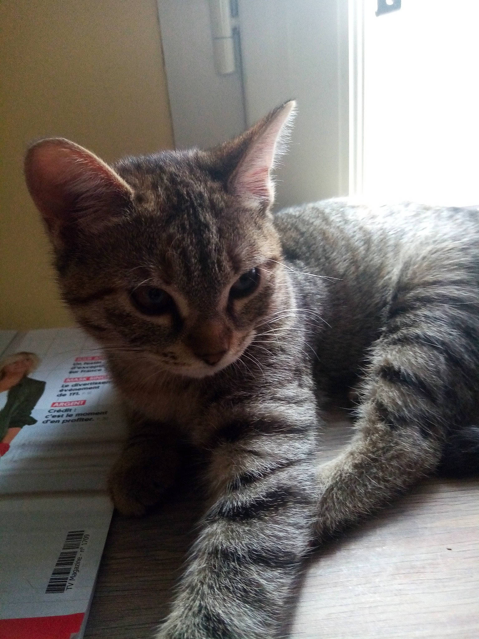 Pheebie a rejoint le concours — aidez-le/la à gagner de superbes lots ! american_shorthair, american_wirehair, asian, australian_mist, california_spangled, carnivore, cat, domestic_short_haired_cat, dragon_li, egyptian_mau, european_shorthair, felidae, german_rex, kitten, mammal, small_to_medium_sized_cats, tabby_cat, vertebrate, whiskers