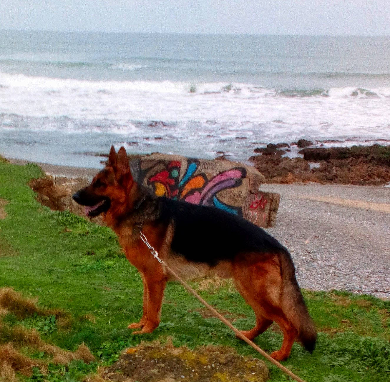 Owen participe au concours pour gagner de l'argent avec cette photo : beach, canidae, carnivore, coast, coastal_and_oceanic_landforms, dog, dog_breed, dog_walking, german_shepherd_dog, king_shepherd, ocean, old_german_shepherd_dog, sea, summer, vacation, wave, working_dog