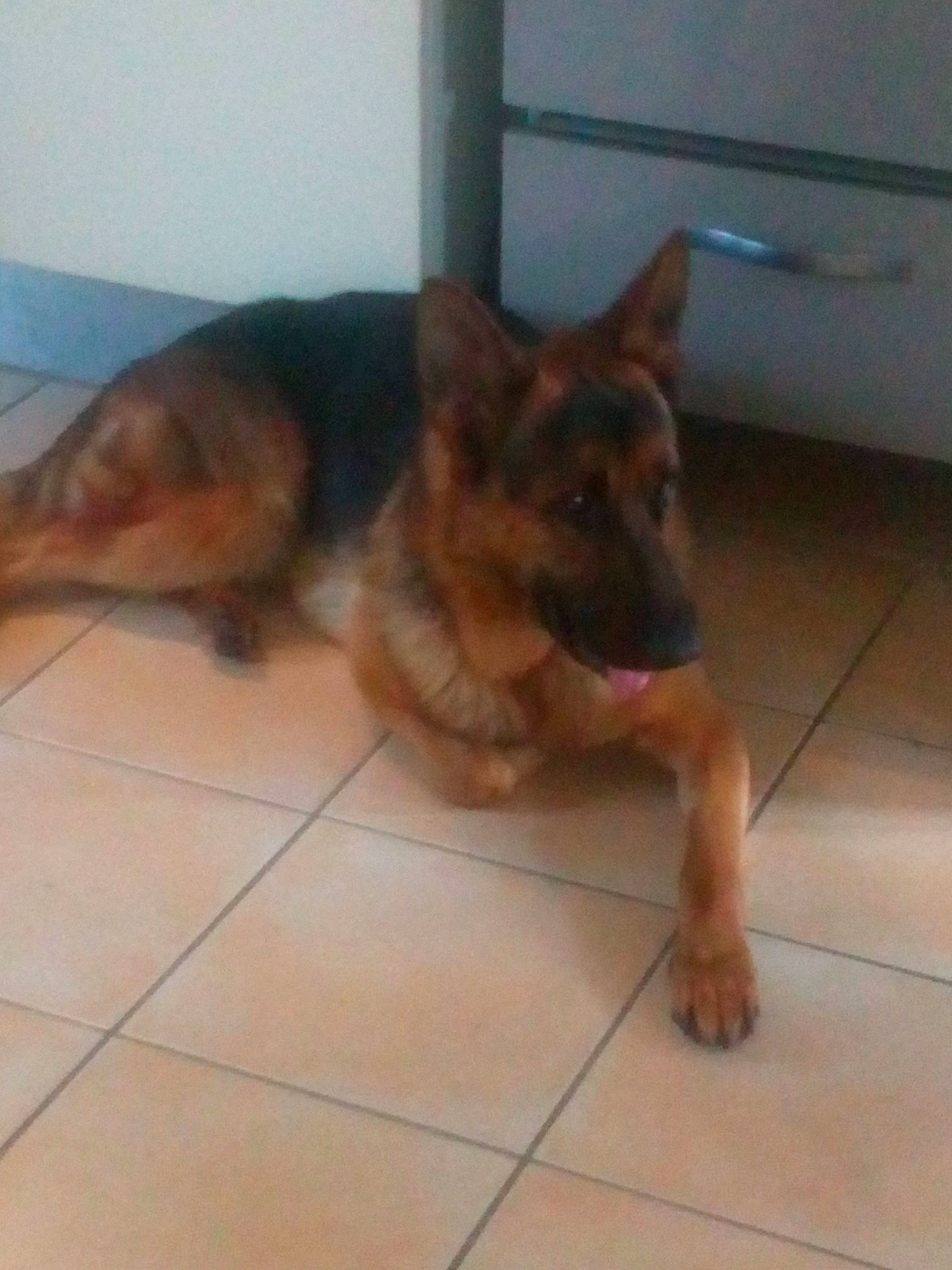 Owen participe au concours pour gagner de l'argent avec cette photo : belgian_shepherd_malinois, canidae, carnivore, dog, dog_breed, east_european_shepherd, fawn, german_shepherd_dog, king_shepherd, kunming_wolfdog, mammal, old_german_shepherd_dog, snout, vertebrate, wolfdog, working_dog