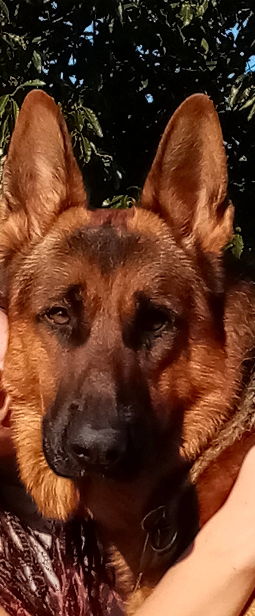 Owen participe au concours pour gagner de l'argent avec cette photo : belgian_shepherd_malinois, canidae, carnivore, dog, dog_breed, east_european_shepherd, fawn, german_shepherd_dog, king_shepherd, kunming_wolfdog, mammal, norwegian_elkhound, old_german_shepherd_dog, police_dog, rare_breed_dog, shiloh_shepherd_dog, snout, vertebrate, working_dog