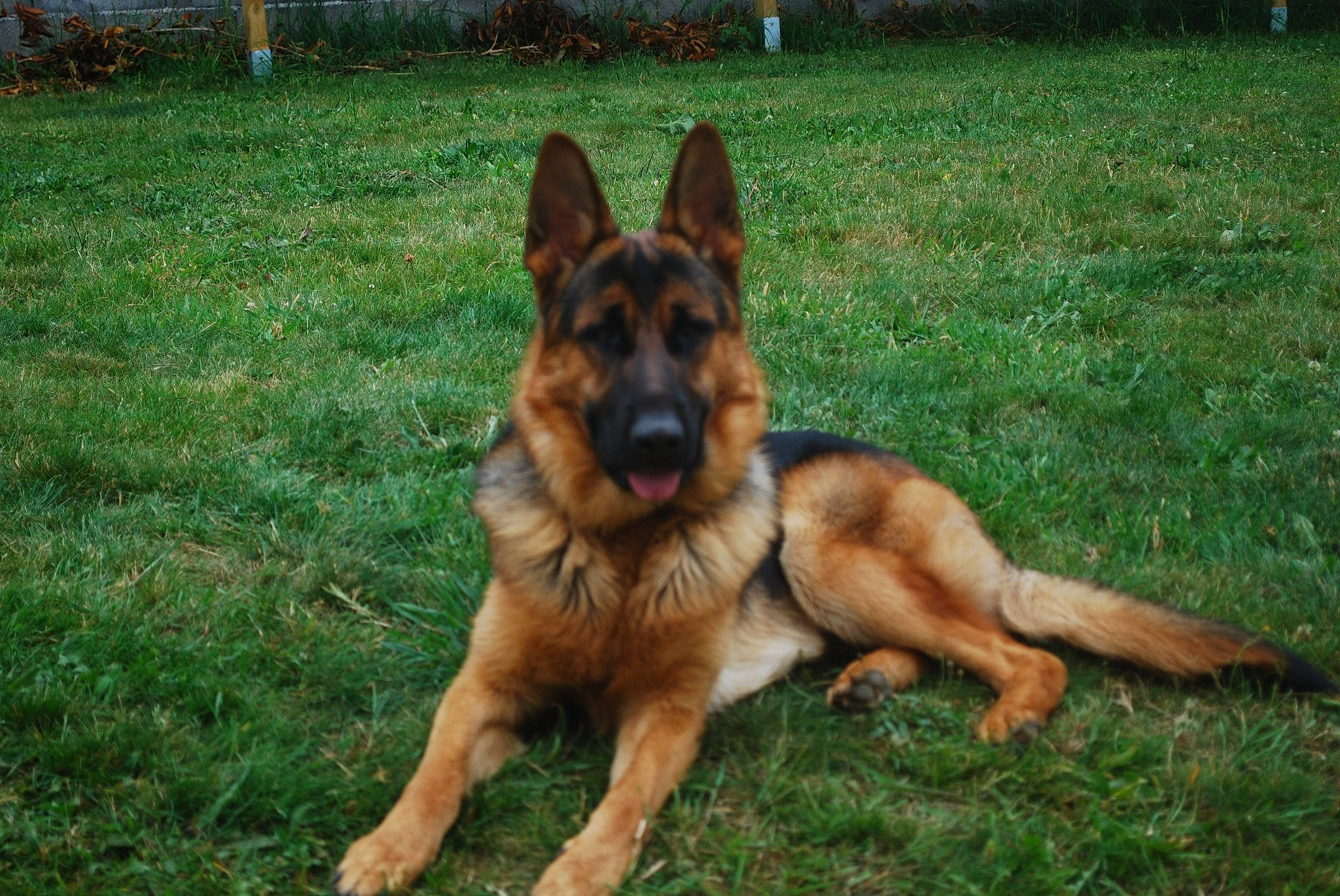 Owen participe au concours pour gagner de l'argent avec cette photo : belgian_shepherd, belgian_shepherd_malinois, canidae, carnivore, dog, dog_breed, east_european_shepherd, fawn, german_shepherd_dog, herding_dog, king_shepherd, kunming_wolfdog, mammal, old_german_shepherd_dog, police_dog, rare_breed_dog, shiloh_shepherd_dog, snout, tervuren, vertebrate