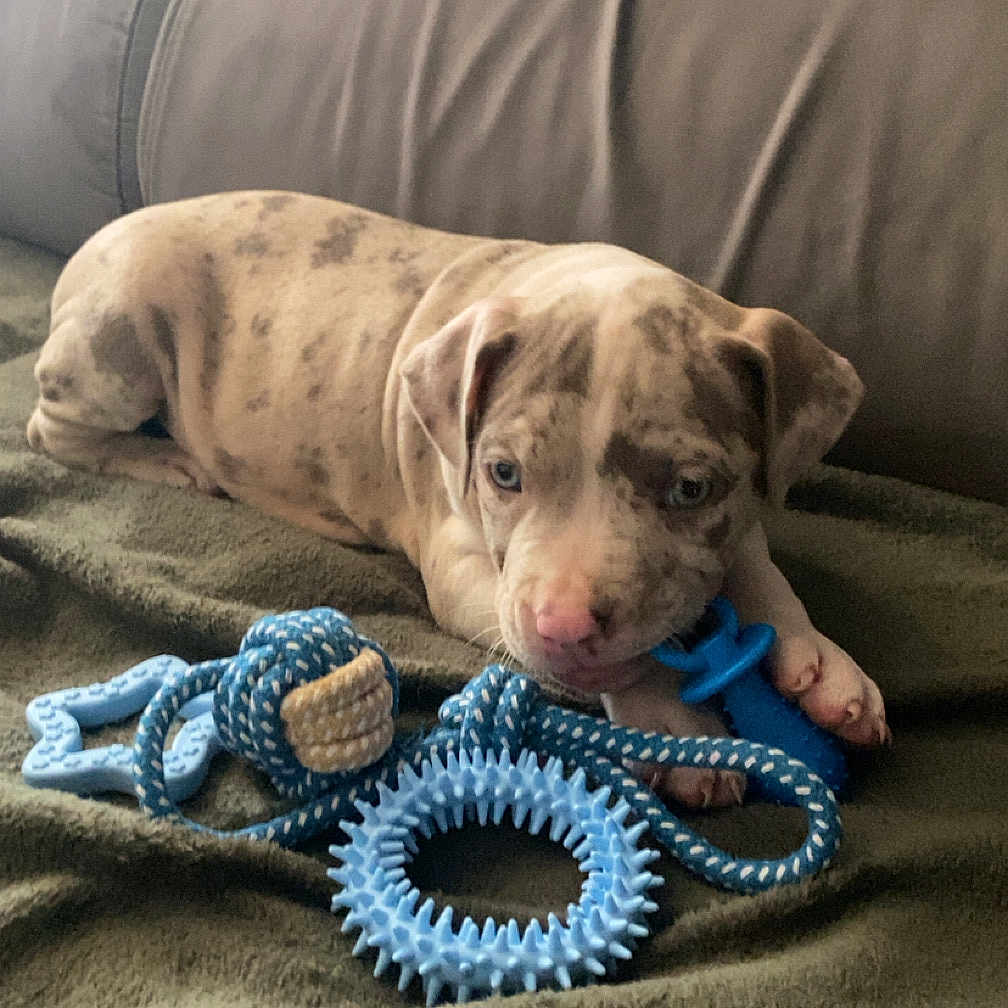 Max participe au concours pour gagner de l'argent avec cette photo : animal, blanket, blue_toy, brown_spot, canine, chewing, comfort, couch, cute, dog, domestic_animal, furniture, indoor, lying_down, pet, playful, puppy, relaxing, toy, young_dog