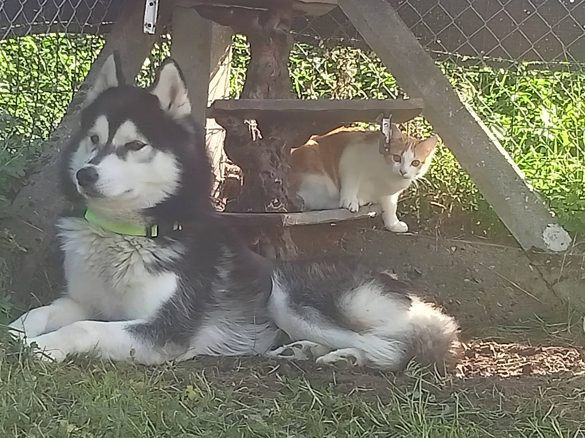 Nasko a rejoint le concours — aidez-le/la à gagner de superbes lots ! carnivore, cat, companion_dog, dog, domestic_short_haired_cat, fawn, felidae, fur, grass, photo_caption, plant, small_to_medium_sized_cats, snout, tail, terrestrial_animal, tints_and_shades, tree, whiskers, wildlife, window