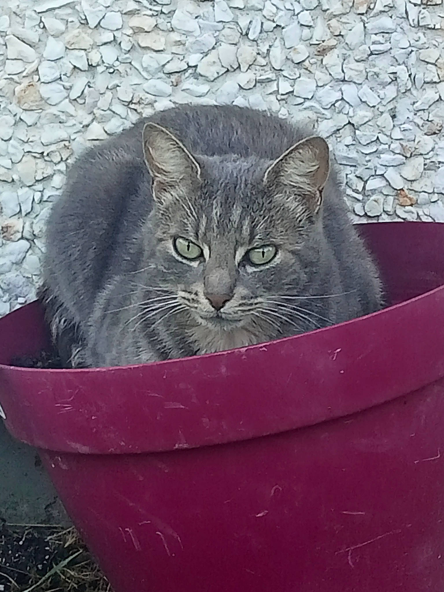 Mimine participe au concours pour gagner de l'argent avec cette photo : art, box, carnivore, cat, cat_supply, domestic_short_haired_cat, felidae, fur, grass, grey, sitting, small_to_medium_sized_cats, snout, terrestrial_animal, whiskers, window