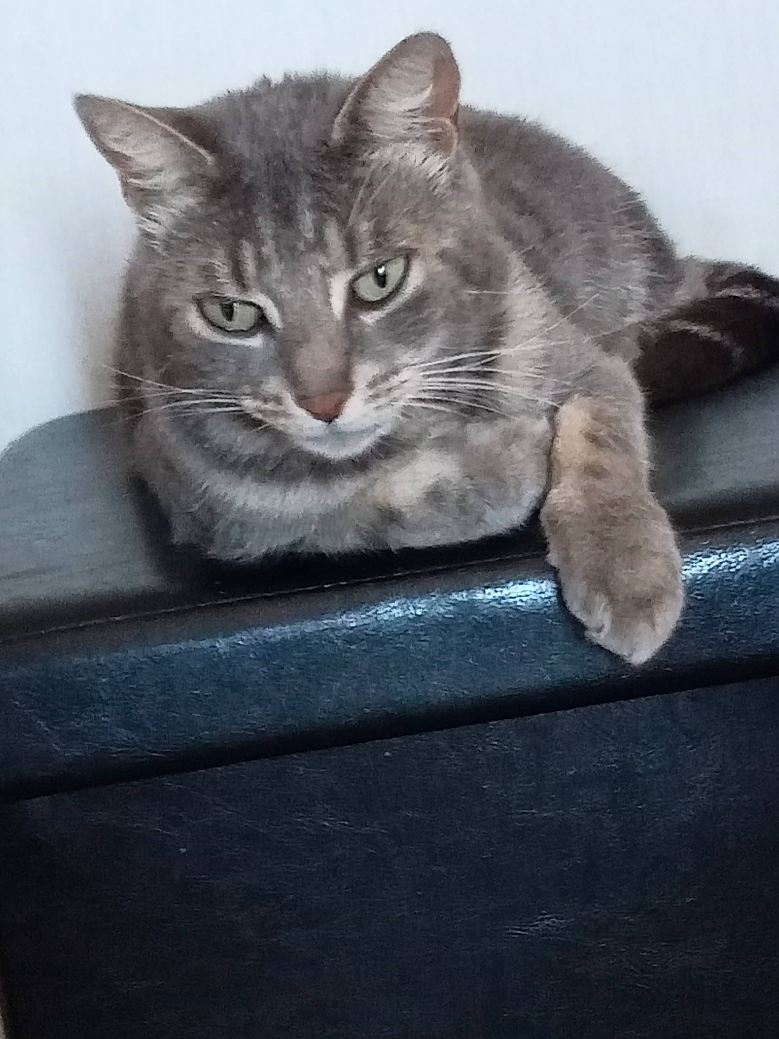 Mimine a rejoint le concours — aidez-le/la à gagner de superbes lots ! carnivore, cat, cat_supply, domestic_short_haired_cat, felidae, fur, grey, paw, sitting, small_to_medium_sized_cats, snout, tail, whiskers, window