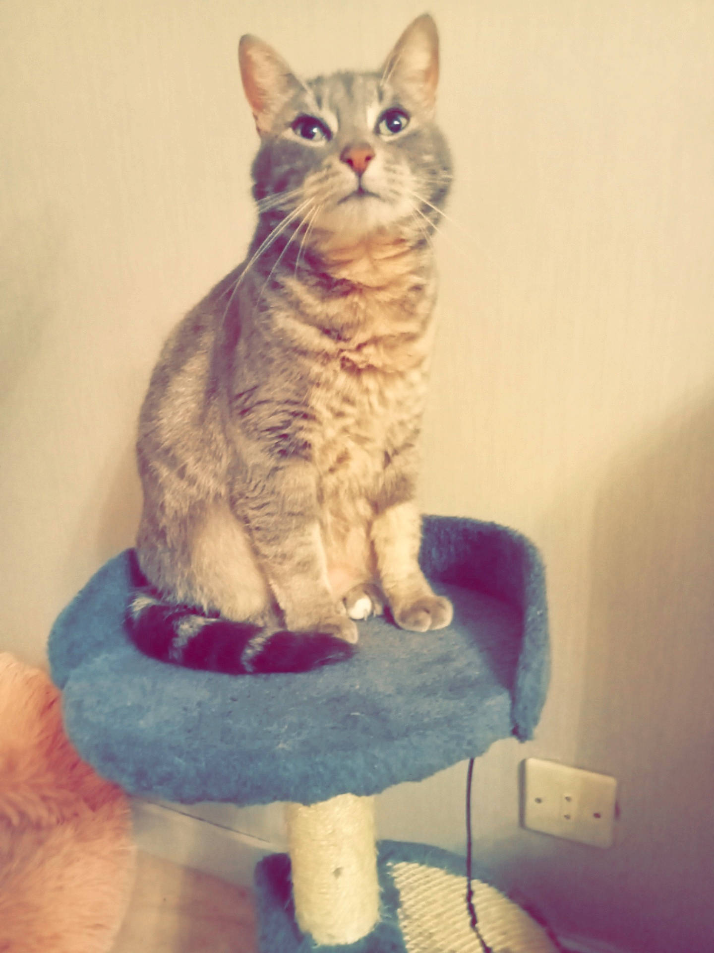 Mimine a rejoint le concours — aidez-le/la à gagner de superbes lots ! art, carnivore, cat, cat_supply, domestic_short_haired_cat, electric_blue, felidae, fur, magenta, paw, pet_supply, purple, shelf, sitting, small_to_medium_sized_cats, tail, whiskers, wool