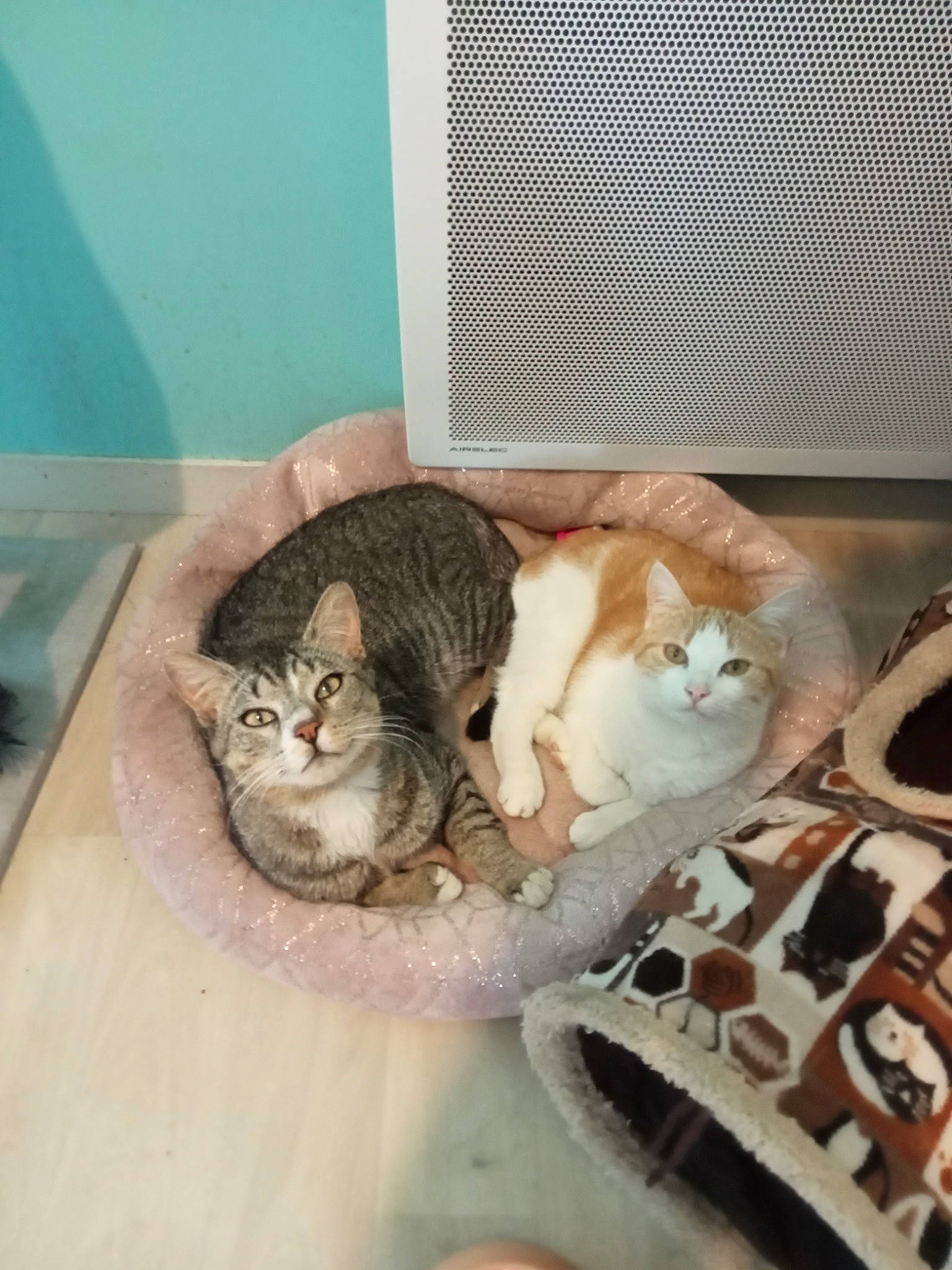 Miya participe au concours pour gagner de l'argent avec cette photo : carnivore, cat, comfort, domestic_short_haired_cat, fawn, felidae, flooring, fur, hardwood, paw, small_to_medium_sized_cats, tail, whiskers, wood