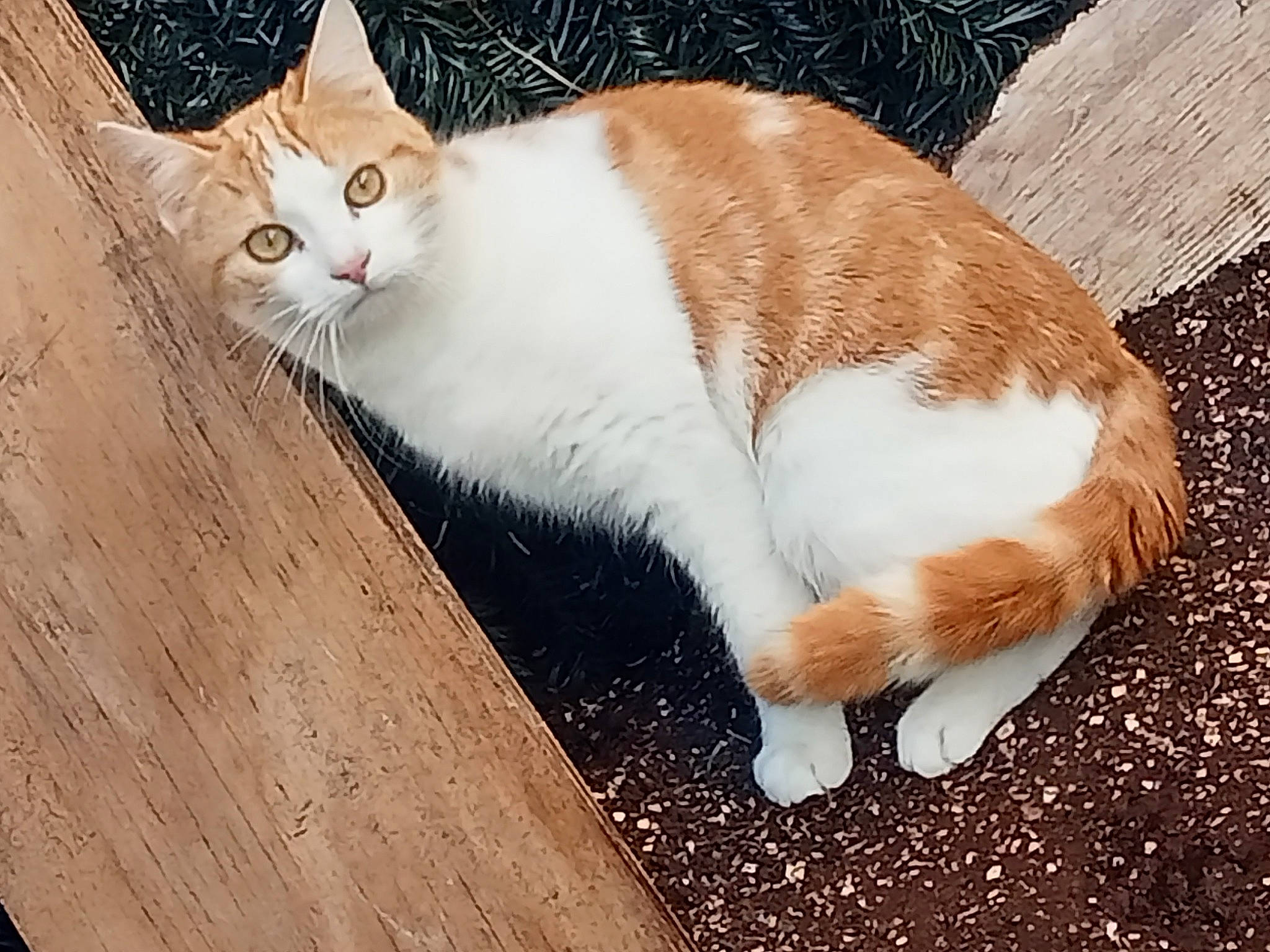 Miya participe au concours pour gagner de l'argent avec cette photo : art, carnivore, cat, domestic_short_haired_cat, fawn, felidae, foot, fur, grass, hardwood, human_leg, paw, sitting, small_to_medium_sized_cats, snout, tail, terrestrial_animal, tree, whiskers, wood