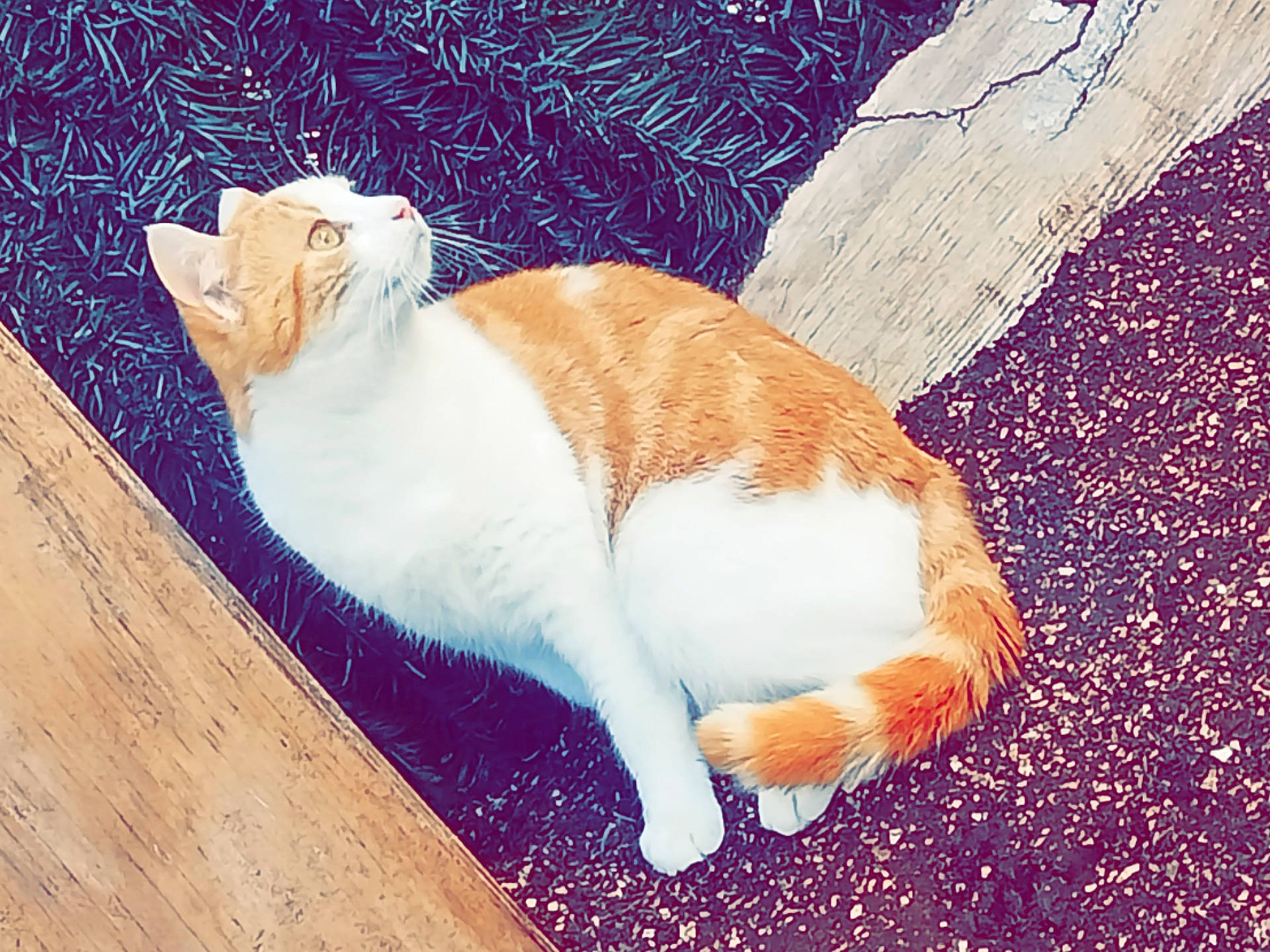 Miya participe au concours pour gagner de l'argent avec cette photo : art, carnivore, cat, domestic_short_haired_cat, fawn, felidae, flooring, foot, fur, grass, hardwood, human_leg, paw, small_to_medium_sized_cats, tail, terrestrial_animal, tints_and_shades, whiskers, window, wood