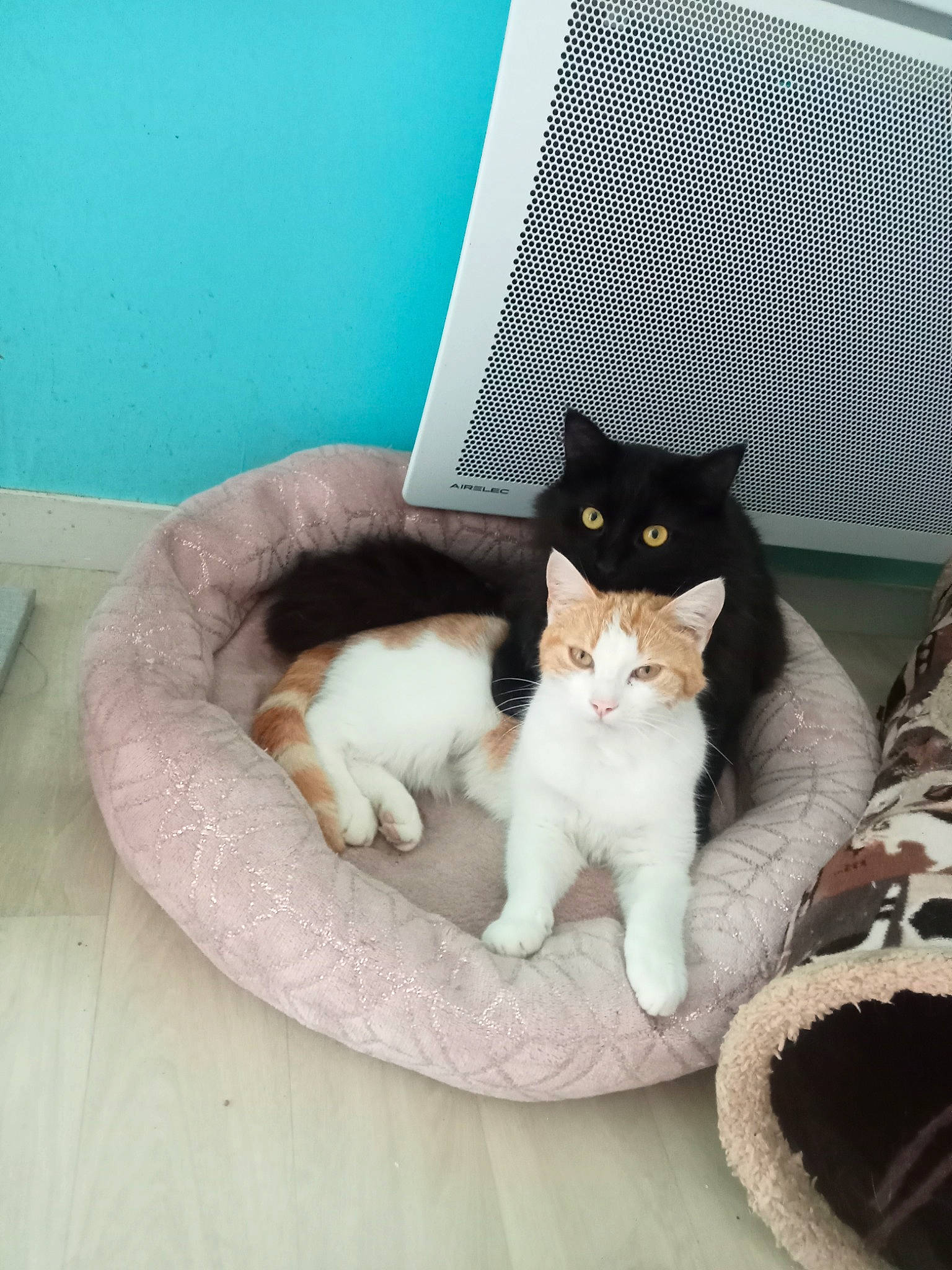 Miya a rejoint le concours — aidez-le/la à gagner de superbes lots ! carnivore, cat, cat_bed, cat_furniture, cat_supply, comfort, domestic_short_haired_cat, felidae, fur, hardwood, paw, pet_supply, room, sitting, small_to_medium_sized_cats, snout, tail, whiskers, window, wood