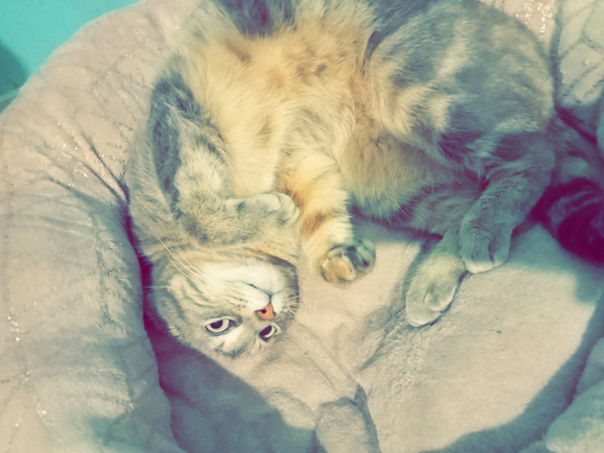 Havana participe au concours pour gagner de l'argent avec cette photo : art, carnivore, cat, cat_bed, claw, comfort, domestic_short_haired_cat, ear, fawn, felidae, fur, iris, nap, paw, sleep, small_to_medium_sized_cats, snout, tail, textile, whiskers