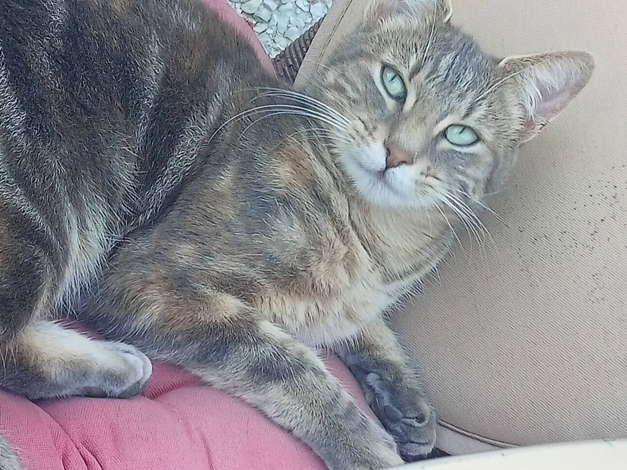 Havana a rejoint le concours — aidez-le/la à gagner de superbes lots ! carnivore, cat, claw, comfort, domestic_short_haired_cat, eye, felidae, fur, grey, paw, small_to_medium_sized_cats, snout, terrestrial_animal, whiskers