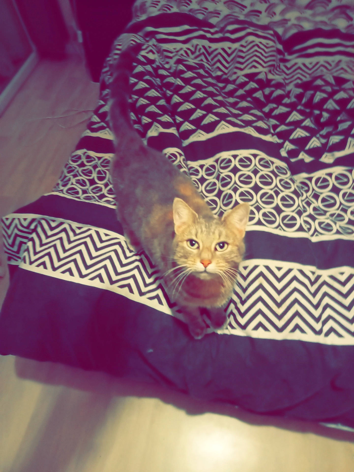 Havana a rejoint le concours — aidez-le/la à gagner de superbes lots ! bag, bedding, carnivore, cat, comfort, couch, domestic_short_haired_cat, fashion_accessory, fawn, felidae, fur, linens, magenta, pattern, purple, room, small_to_medium_sized_cats, tail, textile, whiskers