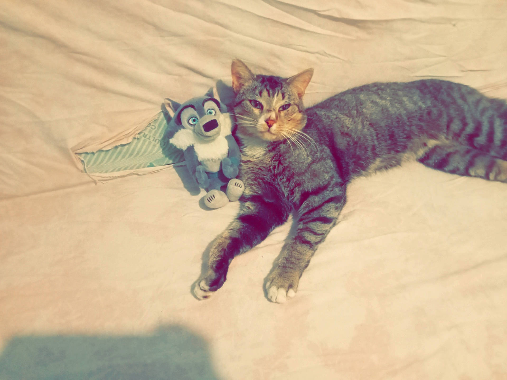 Miky a rejoint le concours — aidez-le/la à gagner de superbes lots ! art, carnivore, cat, claw, comfort, domestic_short_haired_cat, drawing, felidae, fur, illustration, paw, small_to_medium_sized_cats, snout, tail, visual_arts, whiskers