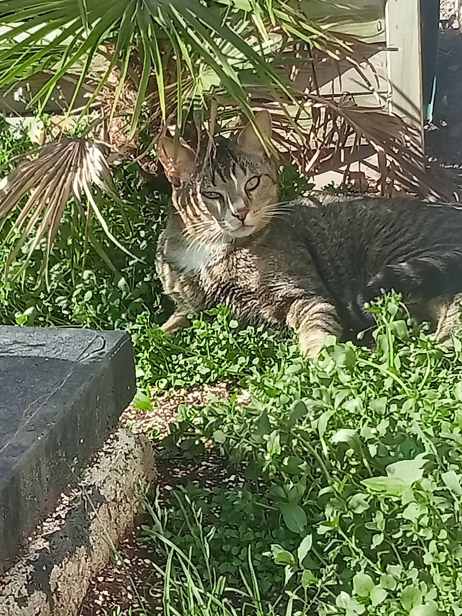 Miky participe au concours pour gagner de l'argent avec cette photo : arecales, big_cats, botany, carnivore, cat, felidae, grass, groundcover, landscaping, plant, plant_community, shrub, small_to_medium_sized_cats, tail, terrestrial_animal, terrestrial_plant, tints_and_shades, tree, trunk, whiskers