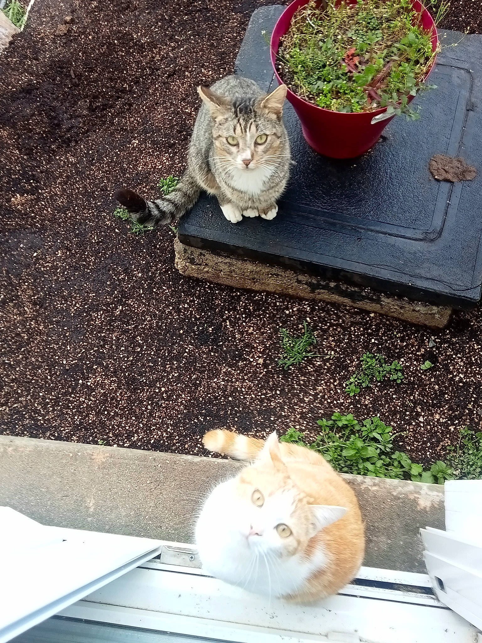 Miky a rejoint le concours — aidez-le/la à gagner de superbes lots ! carnivore, cat, domestic_short_haired_cat, fawn, felidae, grass, green, leaf, mammal, pet_food, pet_supply, photograph, plant, road_surface, small_to_medium_sized_cats, snapshot, tail, vertebrate, whiskers, wood