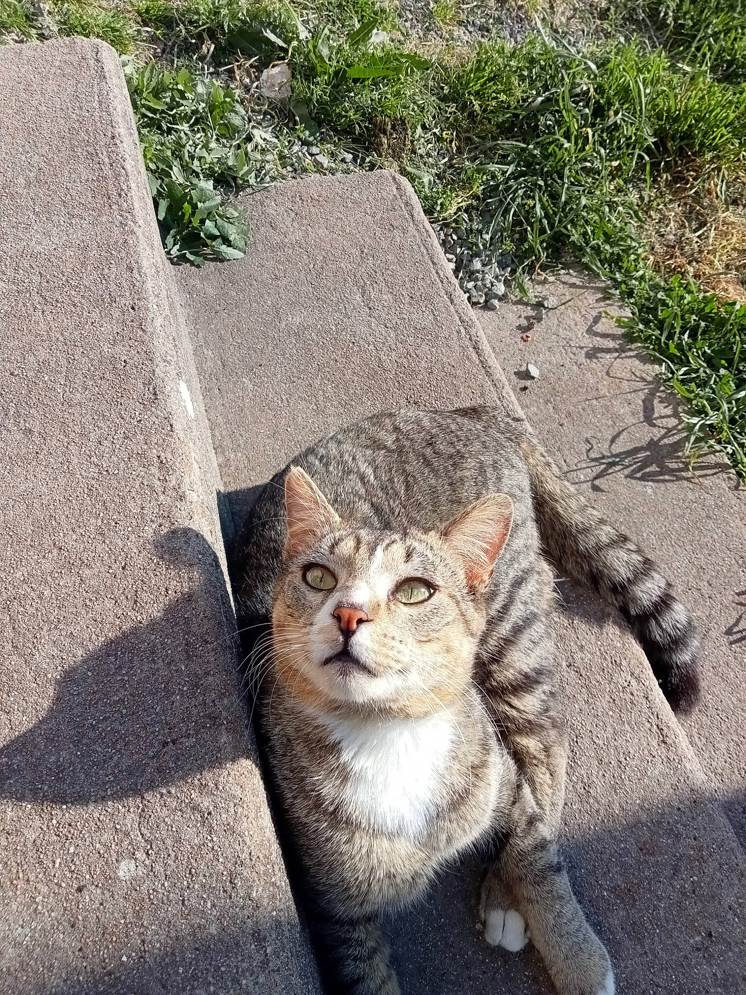 Miky a rejoint le concours — aidez-le/la à gagner de superbes lots ! art, asphalt, carnivore, cat, domestic_short_haired_cat, fawn, felidae, fur, glasses, grass, grey, plant, road_surface, sidewalk, small_to_medium_sized_cats, snout, tail, terrestrial_animal, whiskers, window