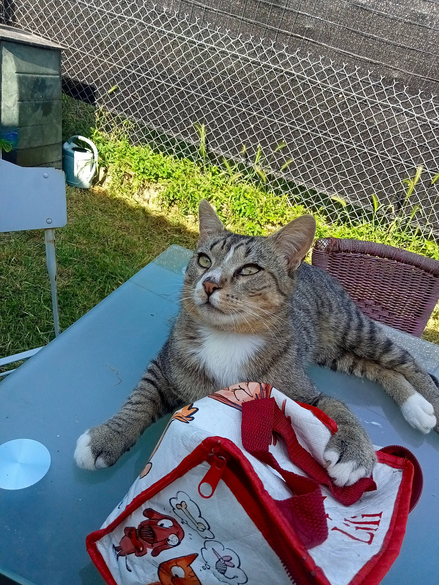 Miky a rejoint le concours — aidez-le/la à gagner de superbes lots ! carmine, carnivore, cat, domestic_short_haired_cat, fawn, felidae, fence, fur, grass, mammal, mesh, plant, sitting, small_to_medium_sized_cats, snout, table, tail, terrestrial_animal, vertebrate, whiskers