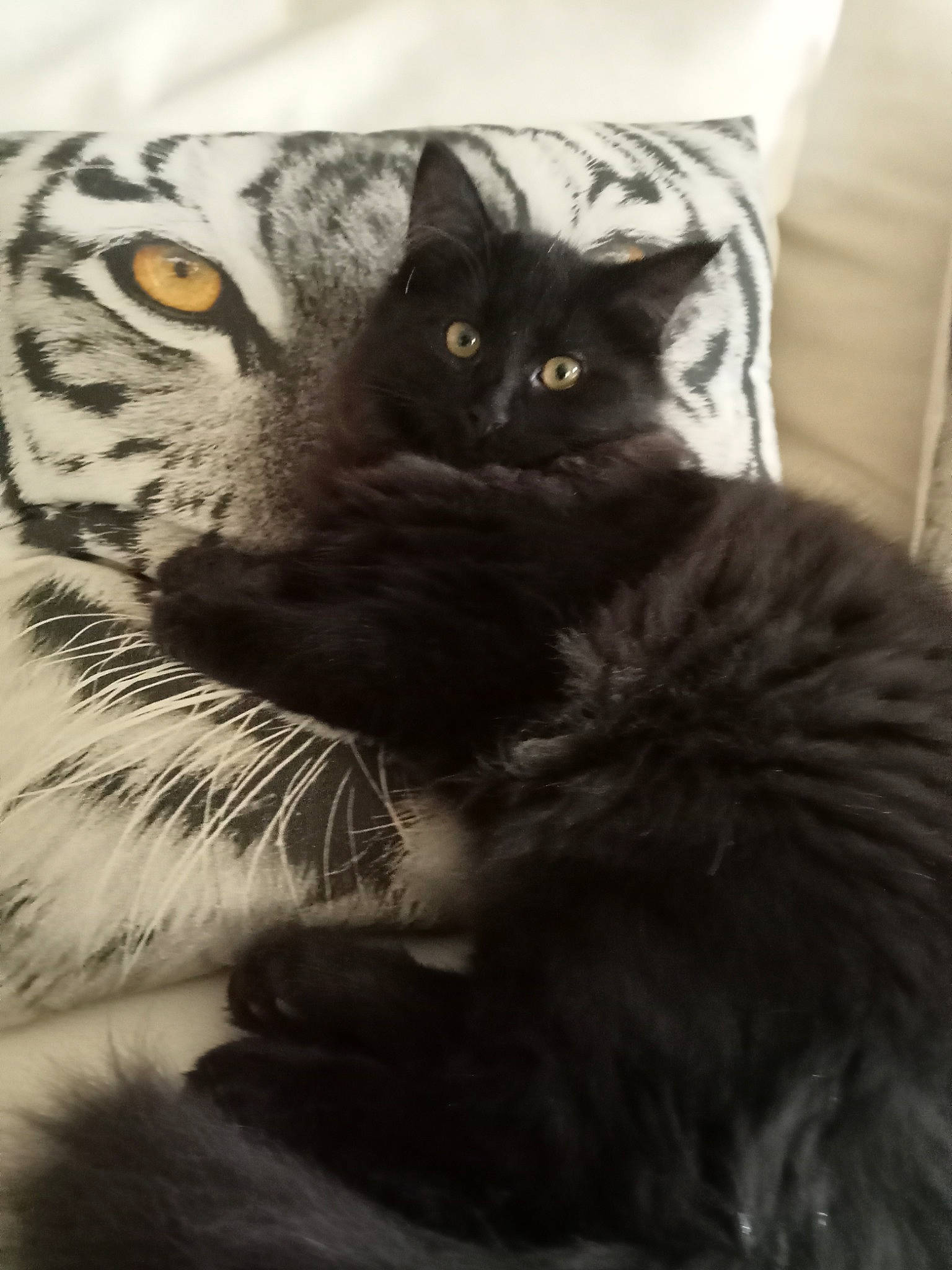 Baghera participe au concours pour gagner de l'argent avec cette photo : black_cat, carnivore, cat, claw, comfort, domestic_short_haired_cat, felidae, fur, grey, iris, monochrome_photography, paw, plant, sitting, small_to_medium_sized_cats, snout, tail, terrestrial_animal, vertebrate, whiskers