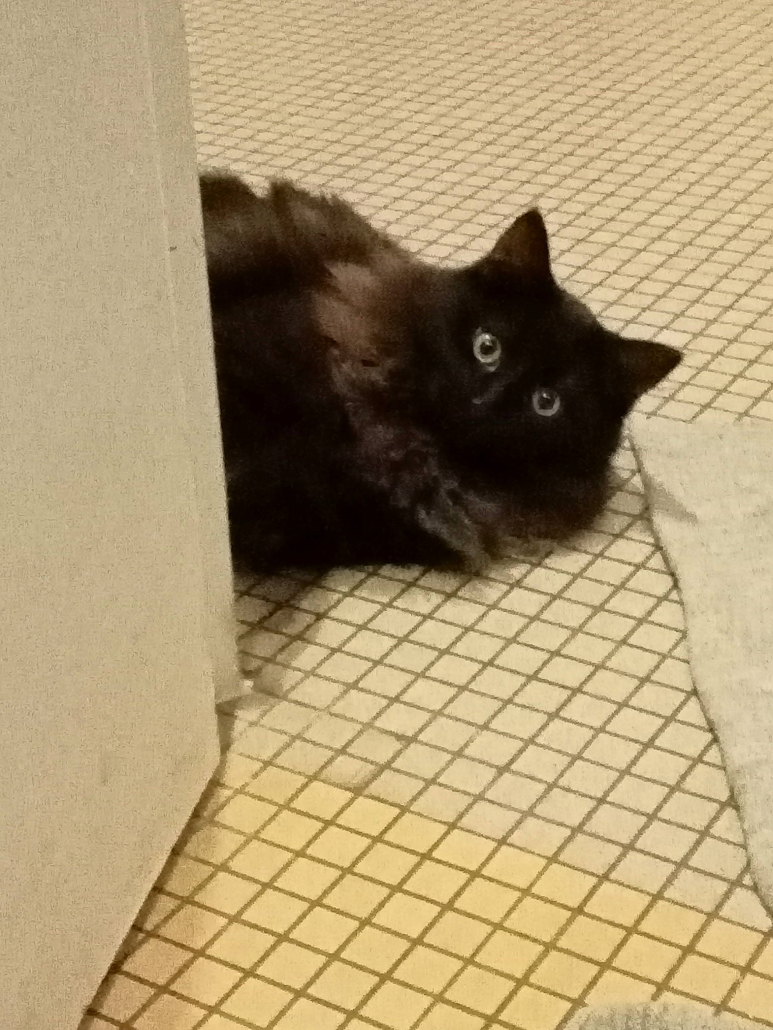 Baghera a rejoint le concours — aidez-le/la à gagner de superbes lots ! black_cat, bombay, carnivore, cat, domestic_short_haired_cat, felidae, floor, flooring, fur, grey, monochrome_photography, pattern, road_surface, shadow, small_to_medium_sized_cats, snout, tail, terrestrial_animal, tile, whiskers