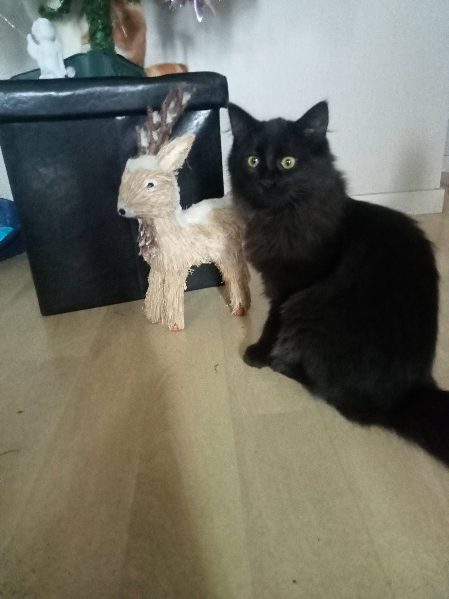 Baghera a rejoint le concours — aidez-le/la à gagner de superbes lots ! black_cat, carnivore, cat, comfort, domestic_short_haired_cat, event, felidae, floor, flooring, fur, grey, hardwood, laminate_flooring, paw, plant, room, small_to_medium_sized_cats, tail, whiskers, wood