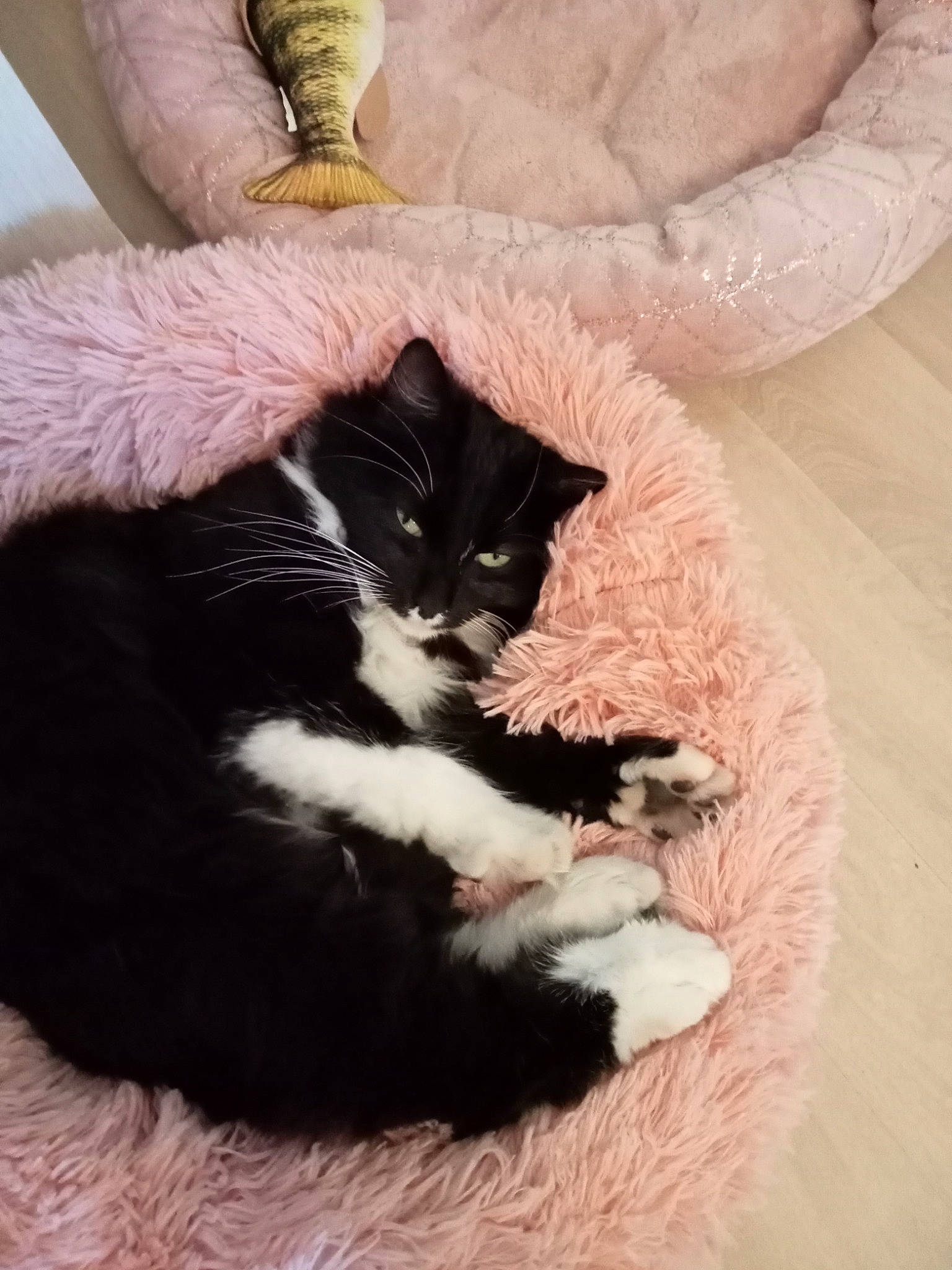 Gandja a rejoint le concours — aidez-le/la à gagner de superbes lots ! black_cat, carnivore, cat, claw, comfort, domestic_short_haired_cat, fawn, felidae, foot, fur, gesture, human_leg, lap, linens, nail, paw, small_to_medium_sized_cats, tail, whiskers, wrist