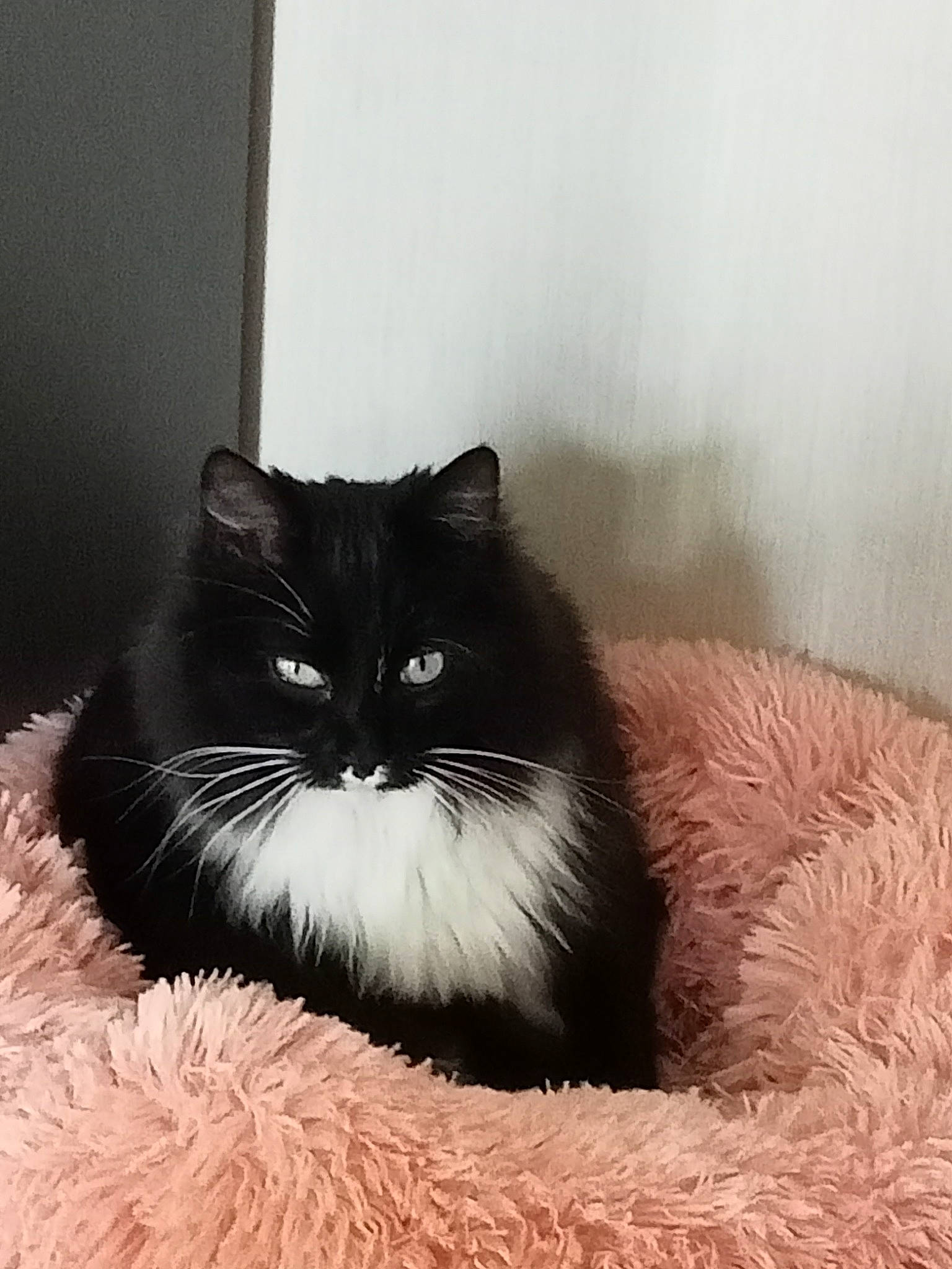 Gandja participe au concours pour gagner de l'argent avec cette photo : british_longhair, carnivore, cat, comfort, felidae, fur, monochrome, monochrome_photography, sitting, small_to_medium_sized_cats, snout, tail, terrestrial_animal, tints_and_shades, whiskers, window