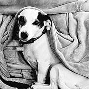 Roxy a rejoint le concours — aidez-le/la à gagner de superbes lots ! dog, blanket, couch, pet, fur, collar, indoor, black_and_white, animal, resting, comfort, texture, cute, sitting, cozy, portrait, canine, relaxed, home, fur_texture