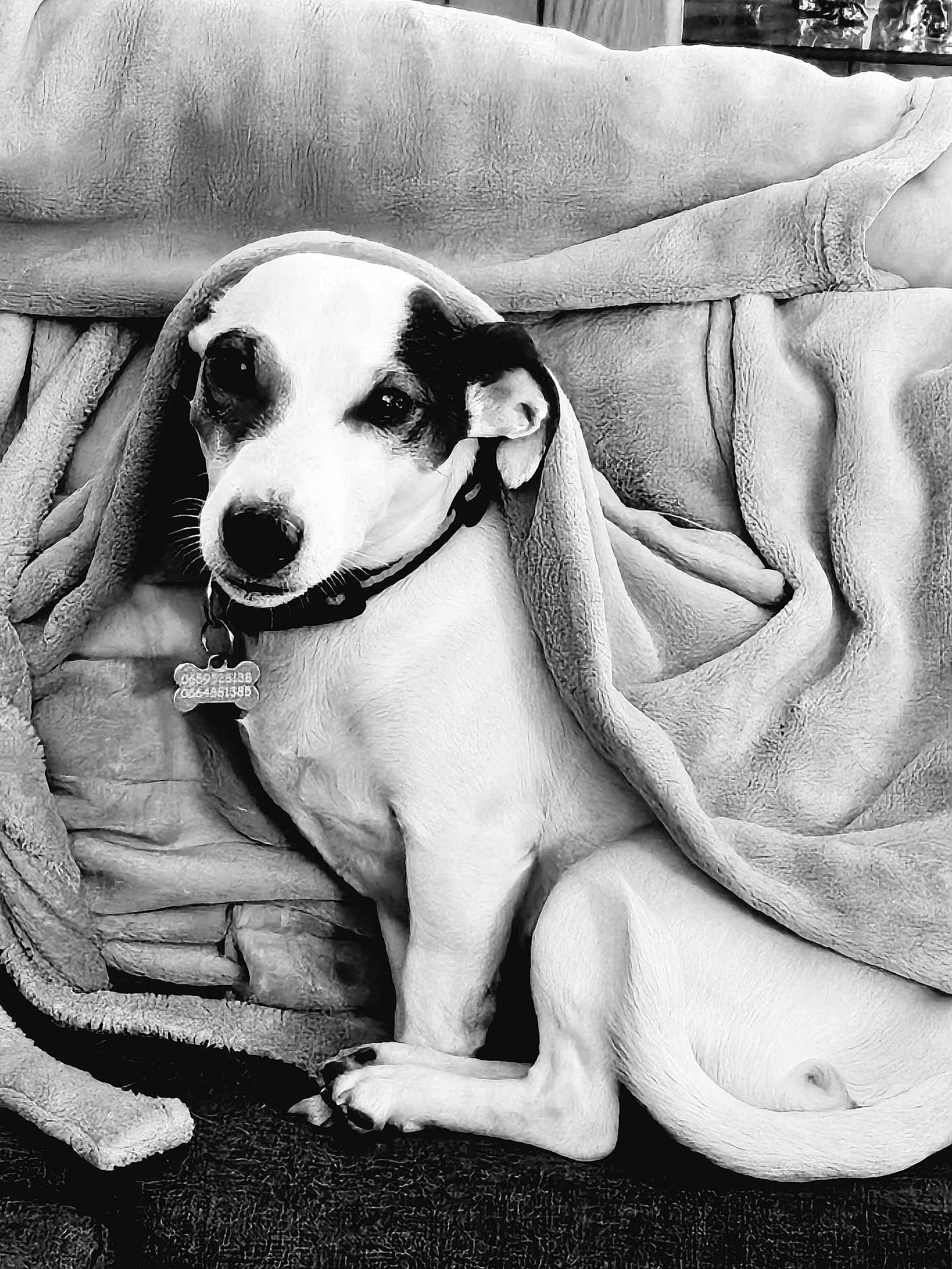 Roxy