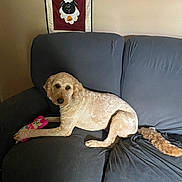 Dorre is registered to the contest to win money with this photo: dog, golden_doodle, couch, plush_toy, indoor, pet, wall_hanging, sheep_decor, furniture, living_room, brown_wall, relaxed, seated, domestic_animal, fur, cute, toy, comfort, home, canine