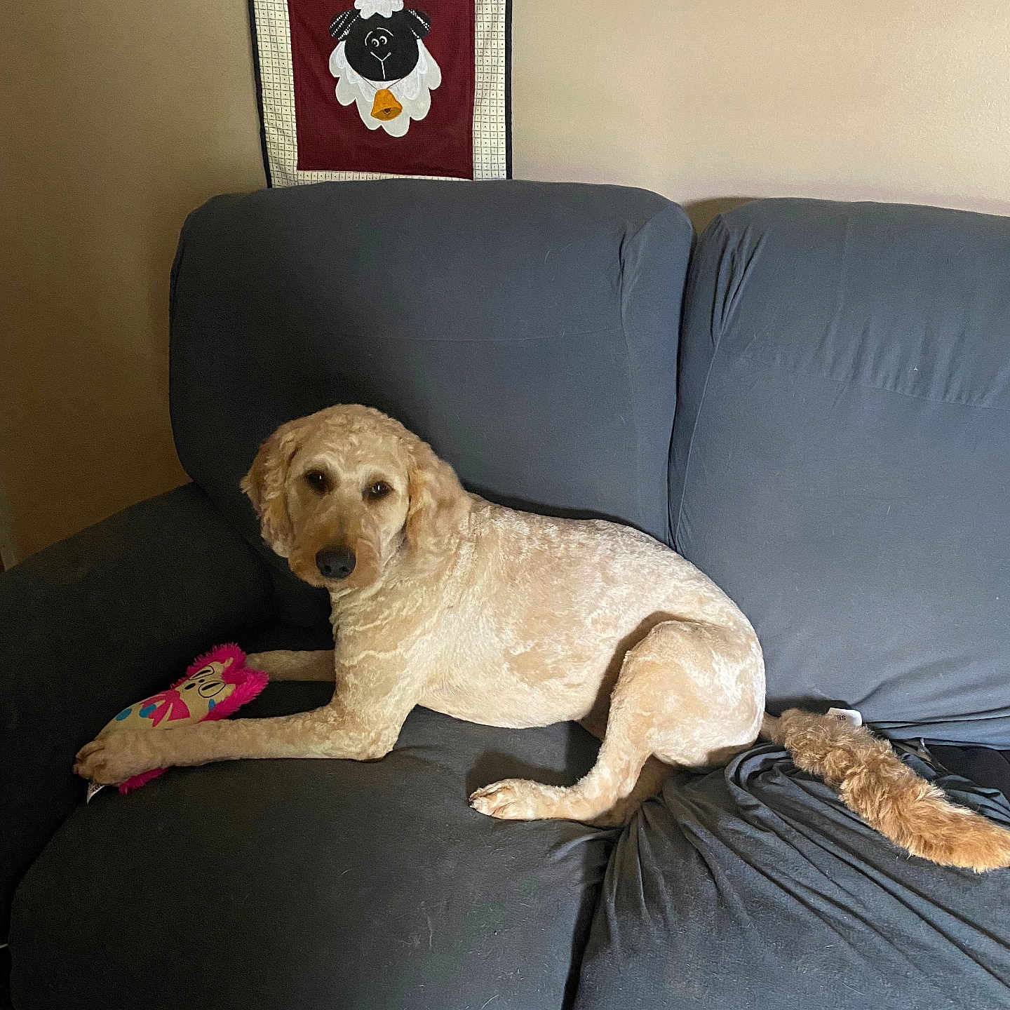 Dorre is registered to the contest to win money with this photo: brown_wall, canine, comfort, couch, cute, dog, domestic_animal, fur, furniture, golden_doodle, home, indoor, living_room, pet, plush_toy, relaxed, seated, sheep_decor, toy, wall_hanging