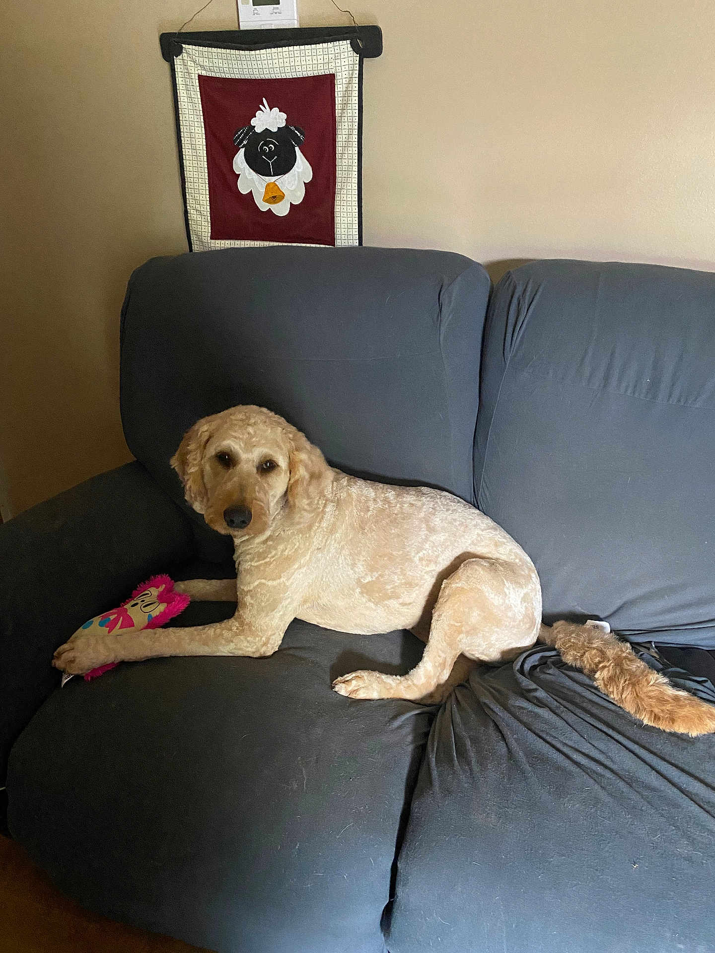 Dorre is registered to the contest to win money with this photo: dog, golden_doodle, couch, plush_toy, indoor, pet, wall_hanging, sheep_decor, furniture, living_room, brown_wall, relaxed, seated, domestic_animal, fur, cute, toy, comfort, home, canine
