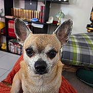 Onyx a rejoint le concours — aidez-le/la à gagner de superbes lots ! dog, small_dog, ears, close_up, blanket, indoor, living_room, bookshelf, plaid_cushion, pet, animal, fur, face, eyes, nose, whiskers, floor, lamp, decor, seated