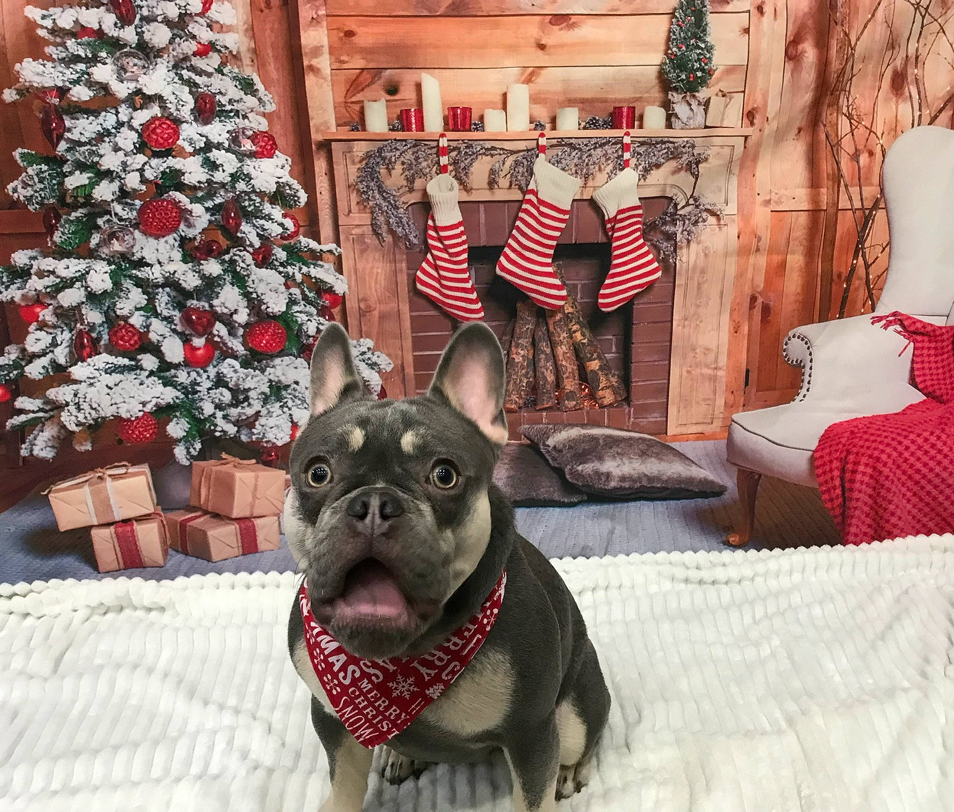 Riggs joined the competition — help win amazing prizes! carnivore, chair, christmas_ornament, christmas_tree, collar, comfort, companion_dog, dog, dog_breed, event, fawn, living_room, mammal, pug, snout, sporting_group, toy_dog, wood, working_animal, wrinkle