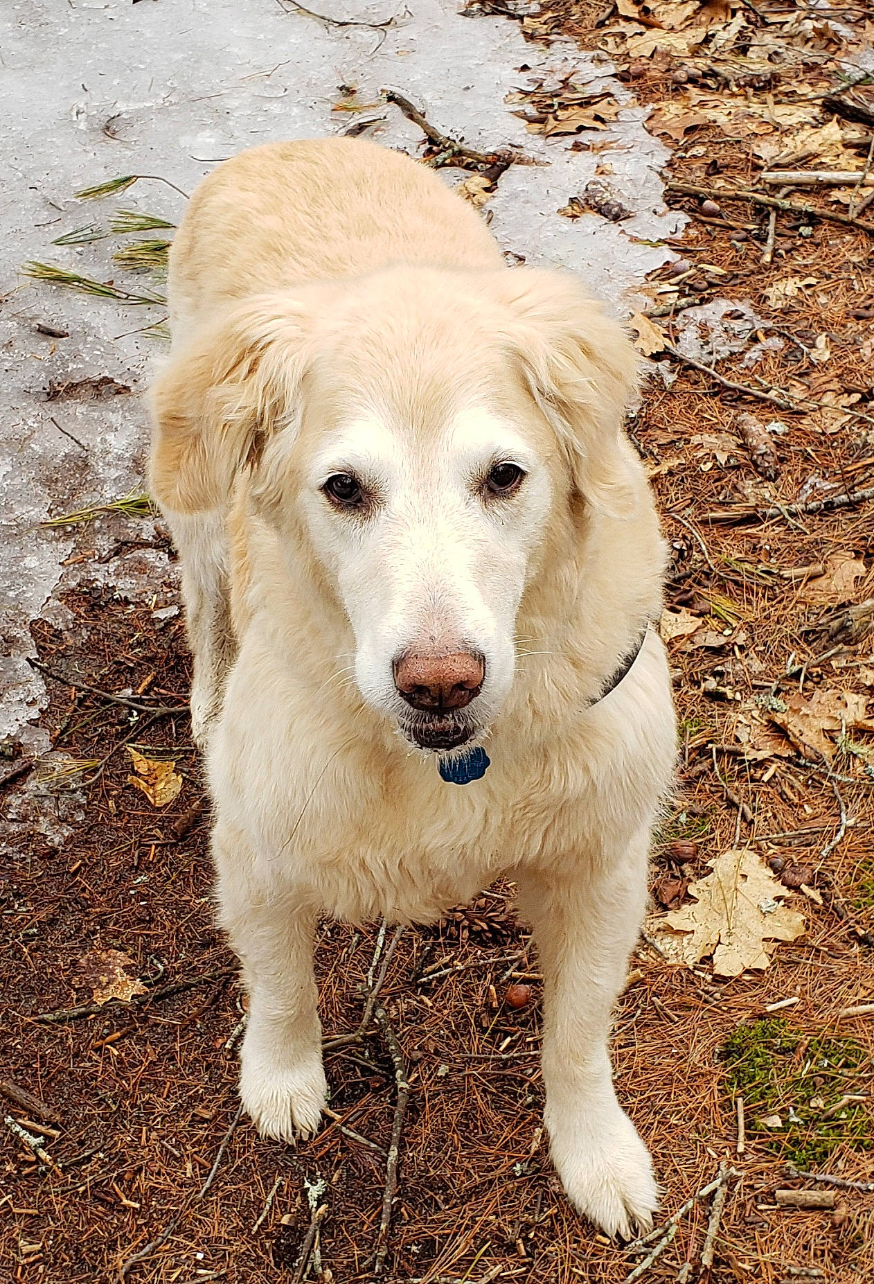 Kacey is registered to the contest to win money with this photo: canidae, carnivore, companion_dog, dog, dog_breed, fawn, fur, grass, natural_material, plant, snout, soil, sporting_group, terrestrial_animal, tree, working_animal