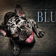 Blu joined the competition — help win amazing prizes! dog, french_bulldog, merle, blue_eye, brown_eye, tongue_out, close_up, pet, animal, playful, portrait, paw, ears, unique_coat, text_overlay, dark_background, detailed, cute, loyal, compact
