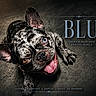 dog, french_bulldog, merle, blue_eye, brown_eye, tongue_out, close_up, pet, animal, playful, portrait, paw, ears, unique_coat, text_overlay, dark_background, detailed, cute, loyal, compact