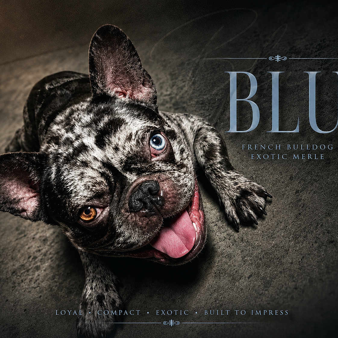 Blu joined the competition — help win amazing prizes! dog, french_bulldog, merle, blue_eye, brown_eye, tongue_out, close_up, pet, animal, playful, portrait, paw, ears, unique_coat, text_overlay, dark_background, detailed, cute, loyal, compact