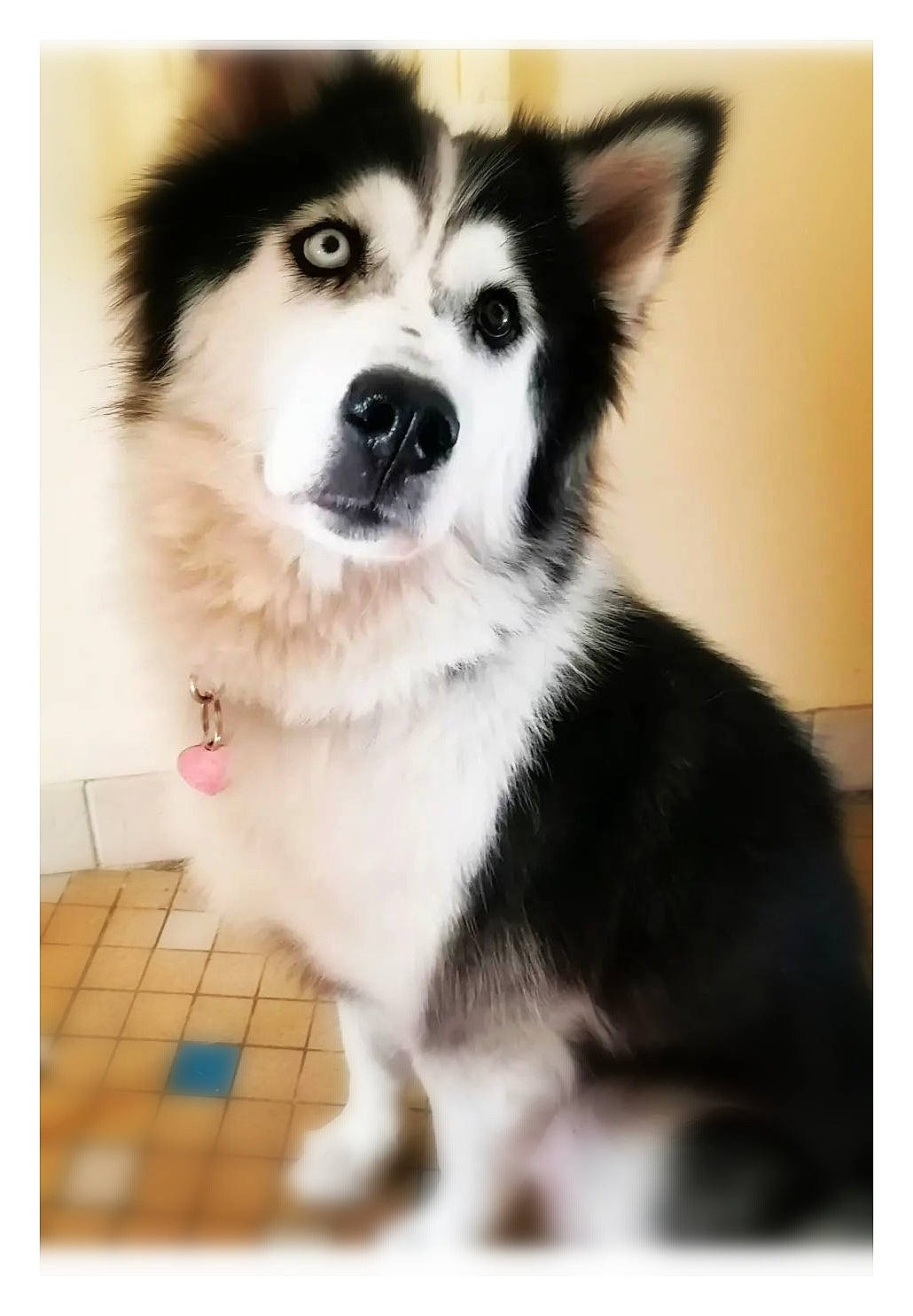 Maddie a rejoint le concours — aidez-le/la à gagner de superbes lots ! ancient_dog_breeds, canidae, carnivore, companion_dog, dog, dog_breed, dog_supply, fur, non_sporting_group, rectangle, sled_dog, sporting_group, square, terrestrial_animal, whiskers, working_animal, working_dog