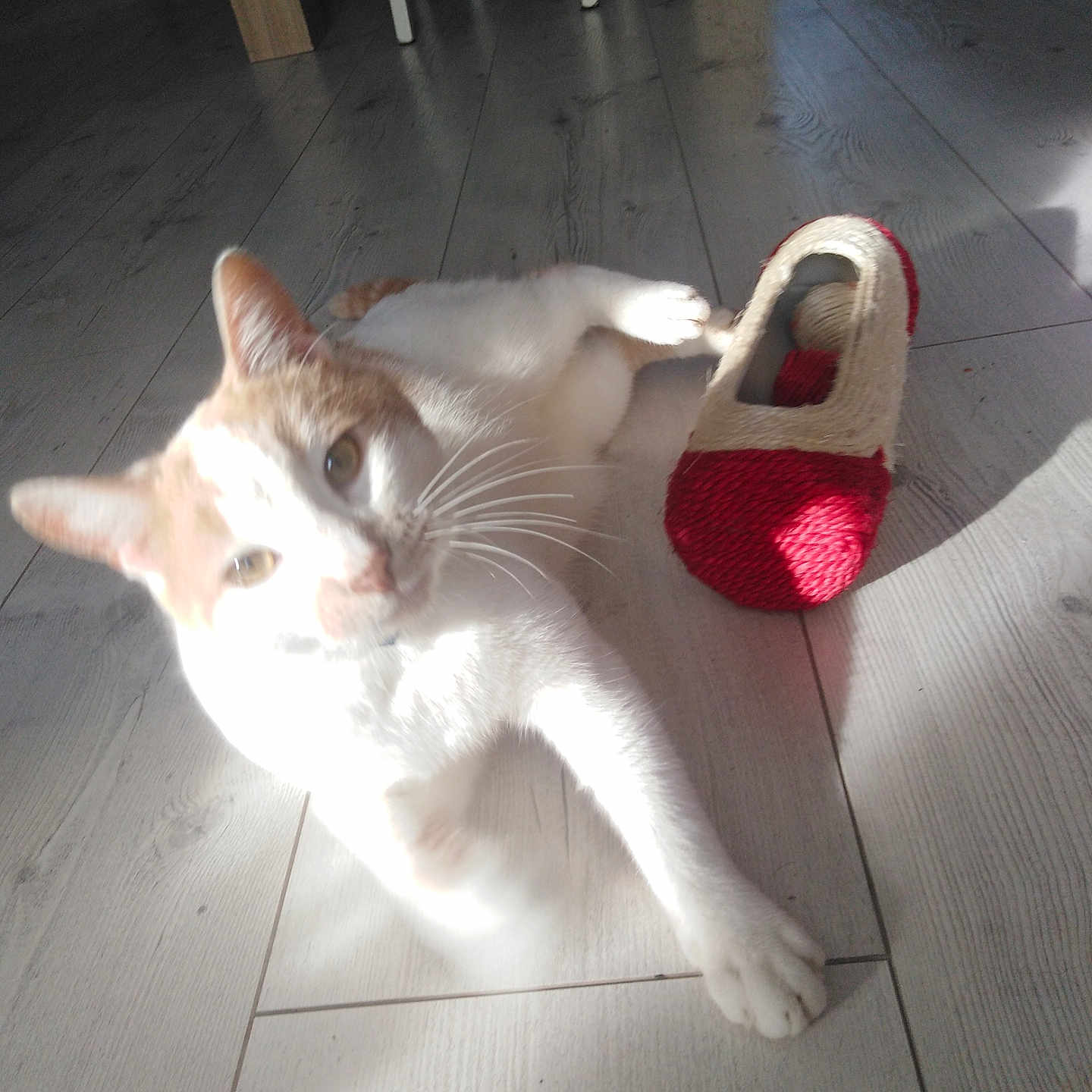 Rocky participe au concours pour gagner de l'argent avec cette photo : abyssinian, accessories, animal, bag, cat, clothing, footwear, handbag, hardwood, highheel, homedecor, indoors, kitten, manx, pet, plywood, sandal, shoe, strap, wood
